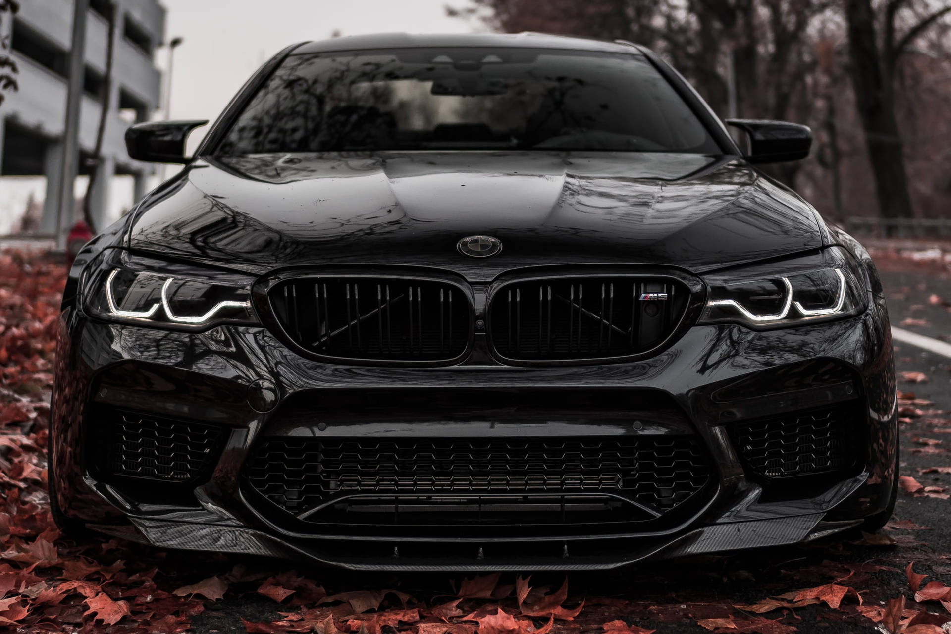 黑色BMW M5停放在覆蓋紅色秋葉的道路上。 — BMW 動圖 壁紙