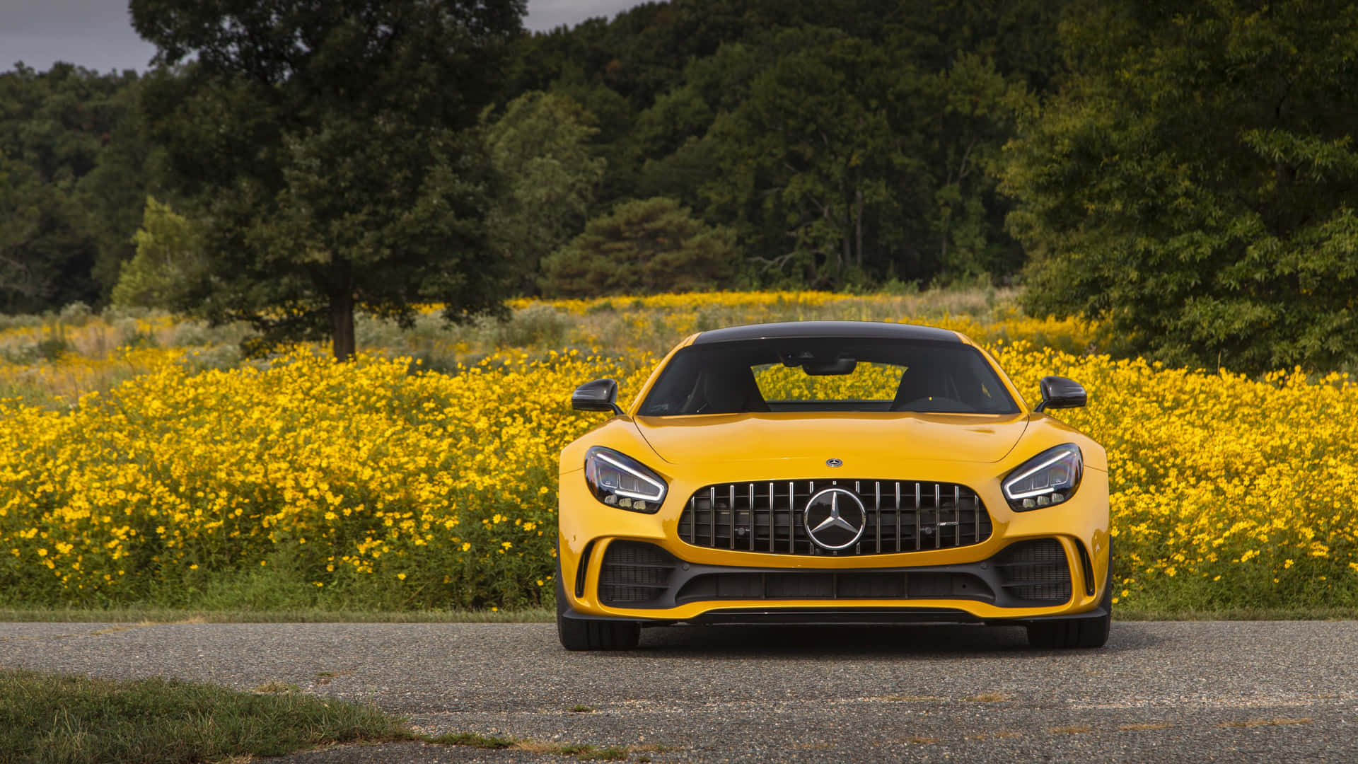 黃色 Mercedes-AMG GT 停泊在碎石路上，被黃色野花和樹木環繞。