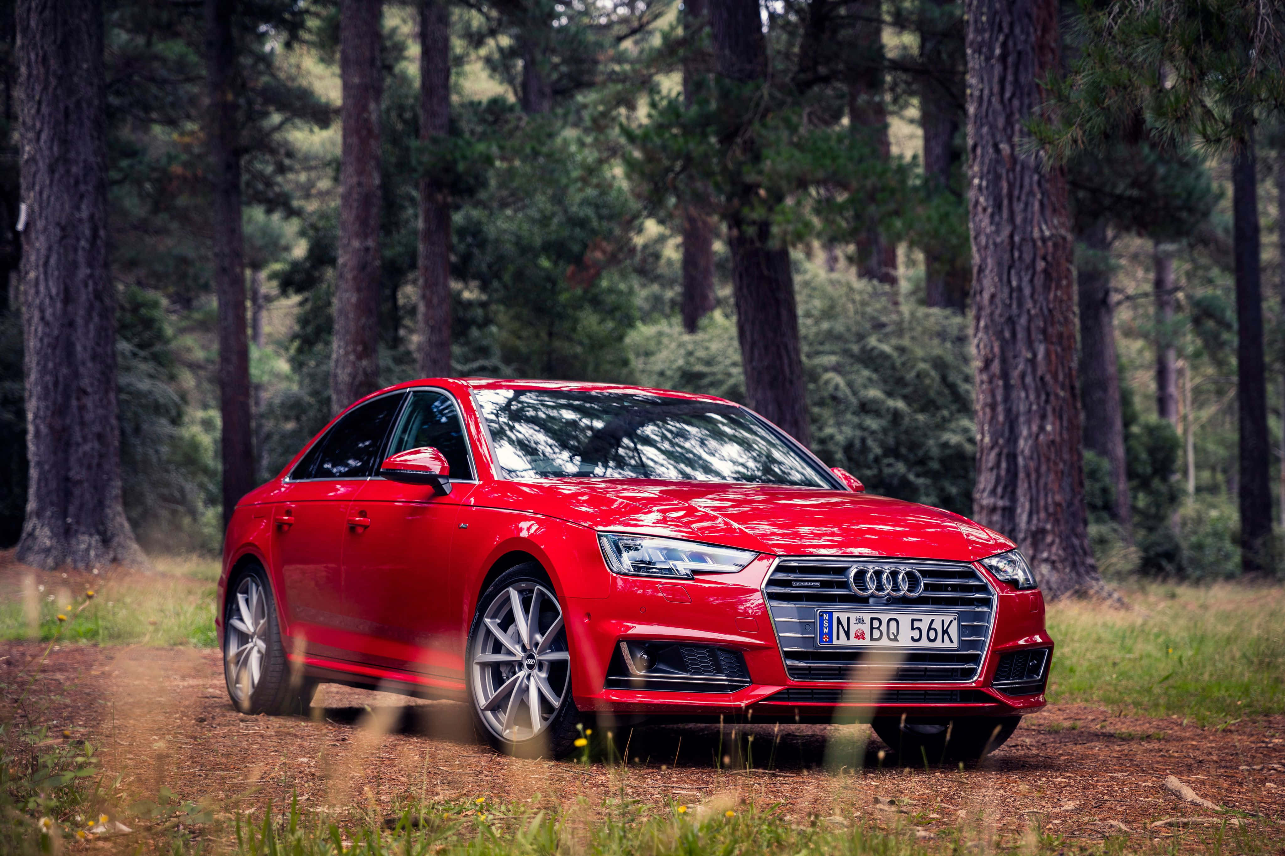 Audi A4 桌布 壁紙 — 一輛光亮的紅色Audi房車在陽光明媚的松樹林中的泥路上行駛。