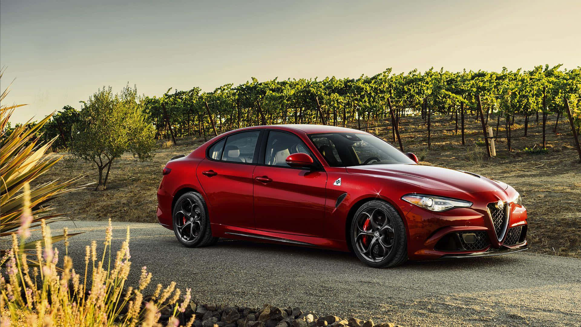 Alfa Romeo Giulia 桌布 壁紙 — 一輛光澤的紅色Alfa Romeo轎車停在碎石路上，旁邊是金色的草叢，葡萄園的列隊在柔和的夕陽天空下延伸至遠方。