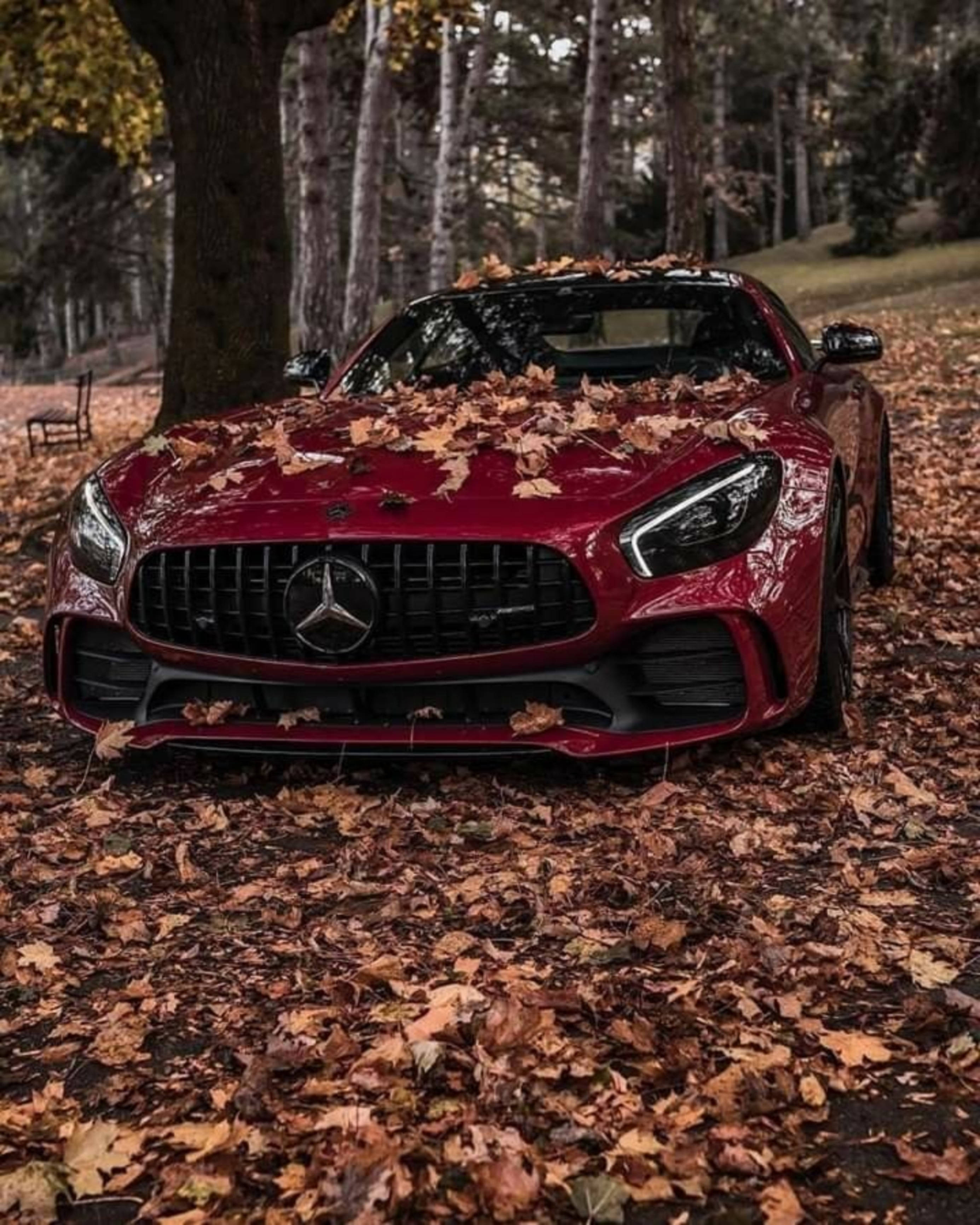 Mercedes 桌布 壁紙 — 一輛光澤的紅色Mercedes-AMG GT停放在鋪滿金色秋葉的森林中。