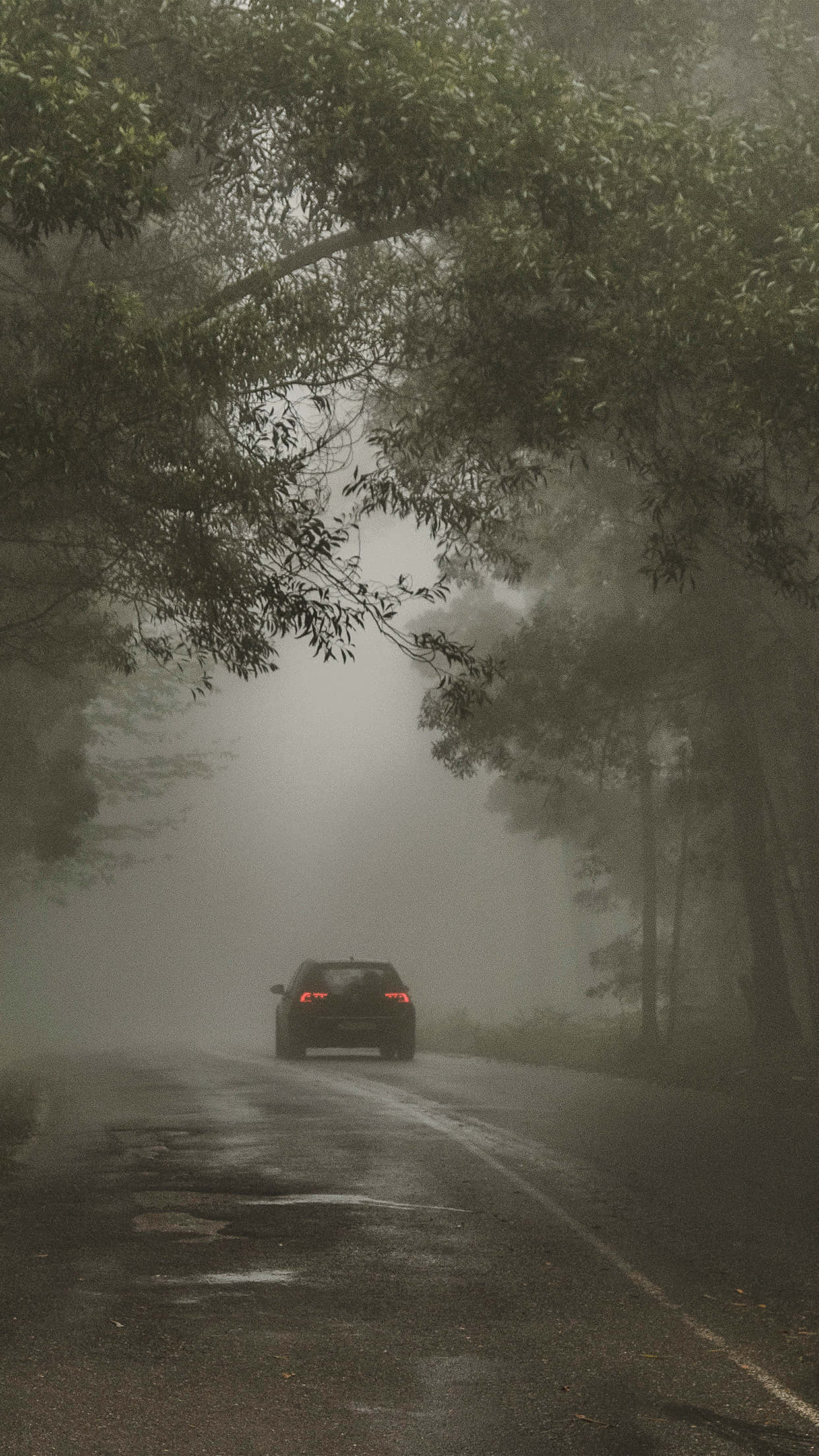 黑暗自然 桌布 壁紙 — 一輛孤獨的汽車在霧氣瀰漫的森林道路上行駛，潮濕的路面和垂下的樹木營造出陰鬱的氛圍。