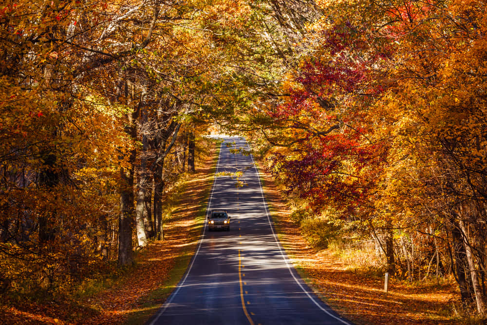Fall Road 桌布 壁紙 — 一輛孤獨的汽車行駛在一條陽光斑駁的道路上，兩旁是色彩繽紛的秋樹，樹葉金紅相間。