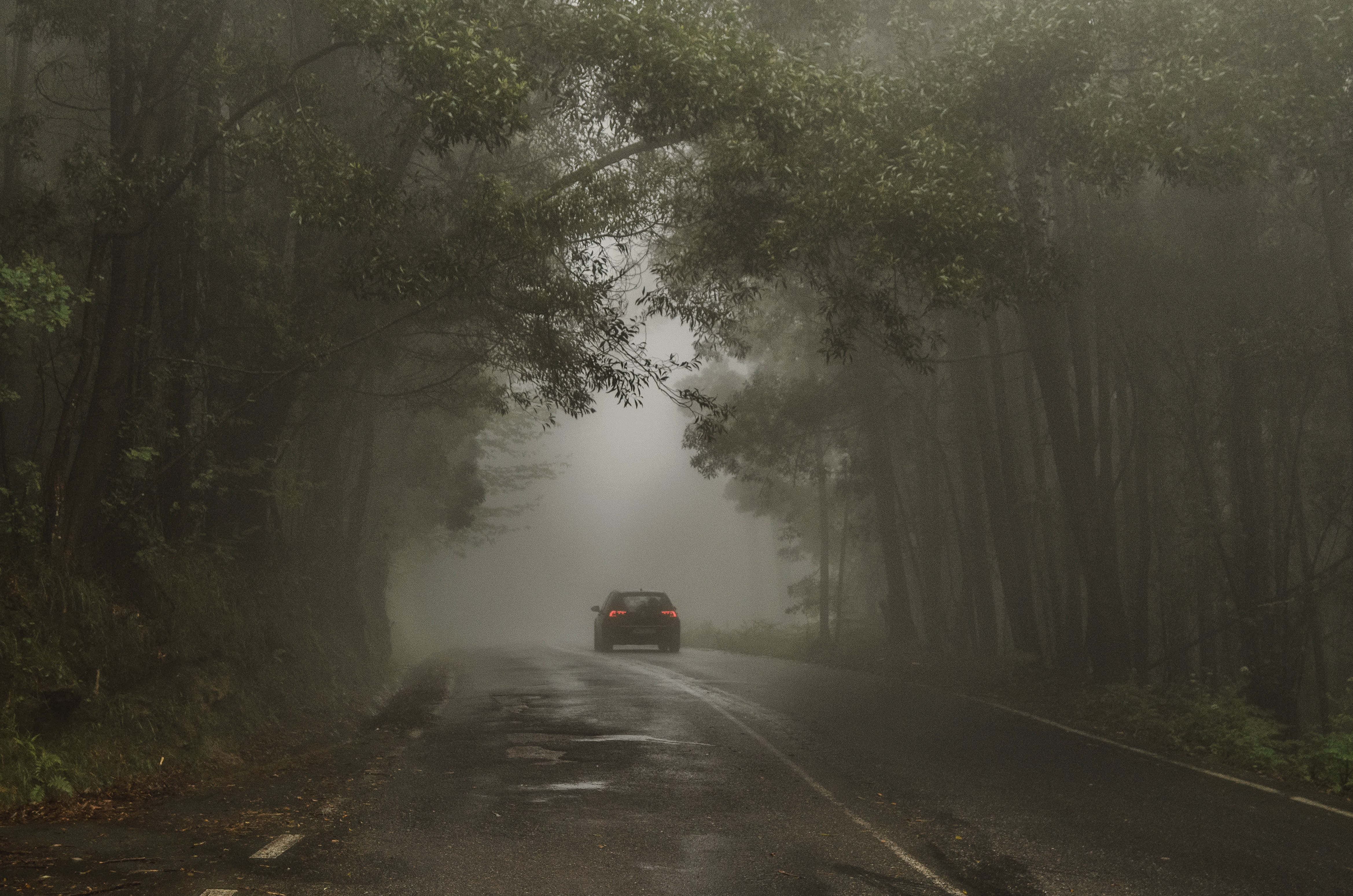 恐怖動圖 桌布 壁紙 — 一輛孤獨的汽車行駛在霧氣瀰漫的森林道路上，兩旁是高聳的樹木，潮濕的瀝青路面反射著微弱的光線。