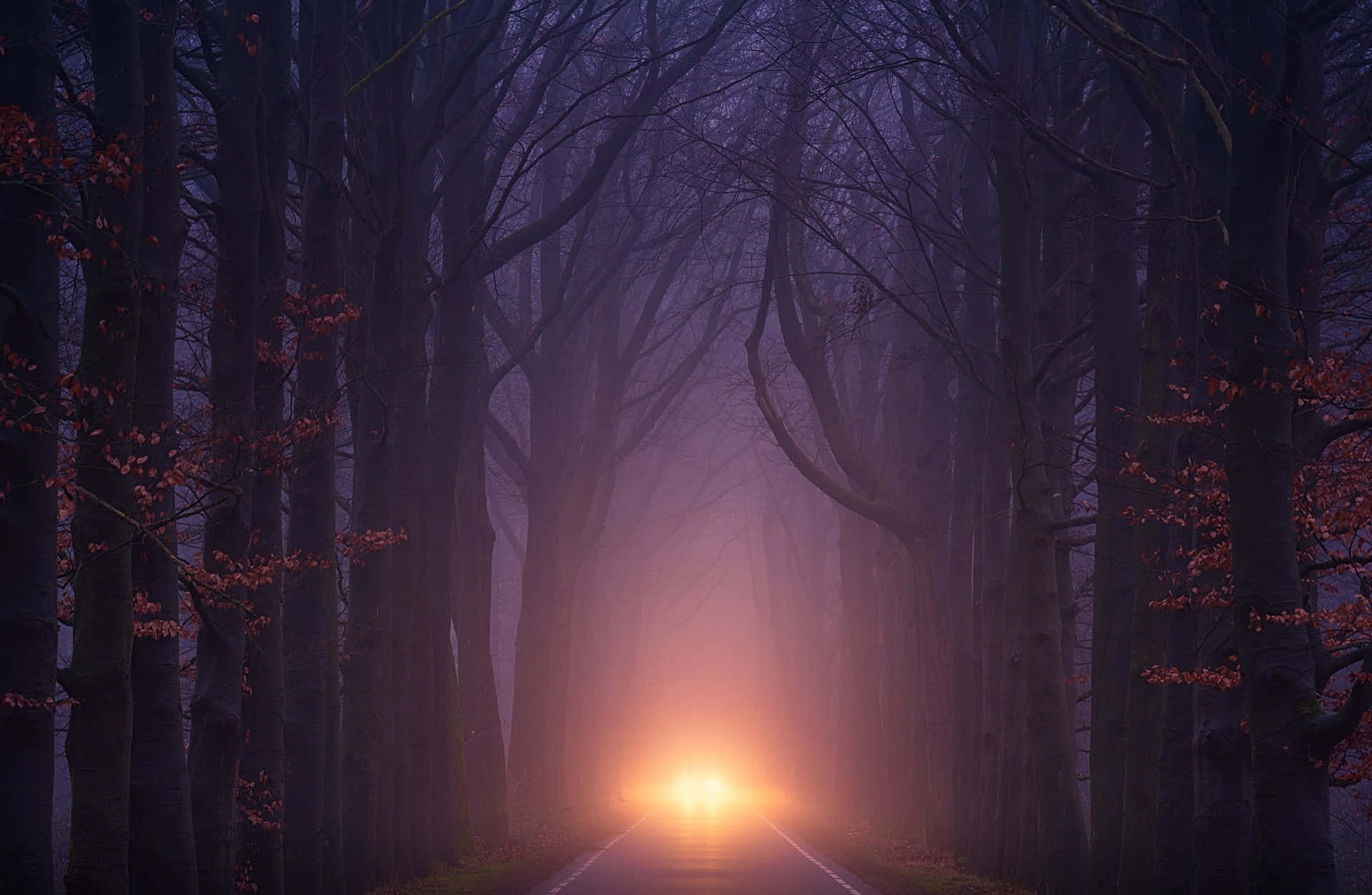 Autumn Evening 桌布 壁紙 — 一輛孤獨的汽車車頭燈穿過濃霧，沿著一條蜿蜒的森林道路，兩旁是光禿禿的樹木和稀疏的紅葉。