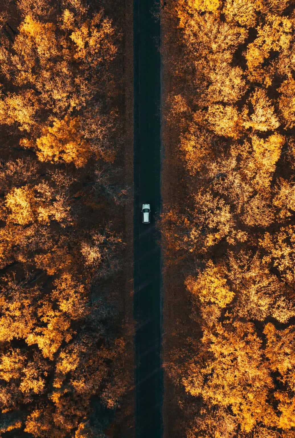 iPhone Fall 桌布 壁紙 — 一輛孤獨的白色汽車在兩旁金色秋樹的黑暗道路上行駛的鳥瞰圖。