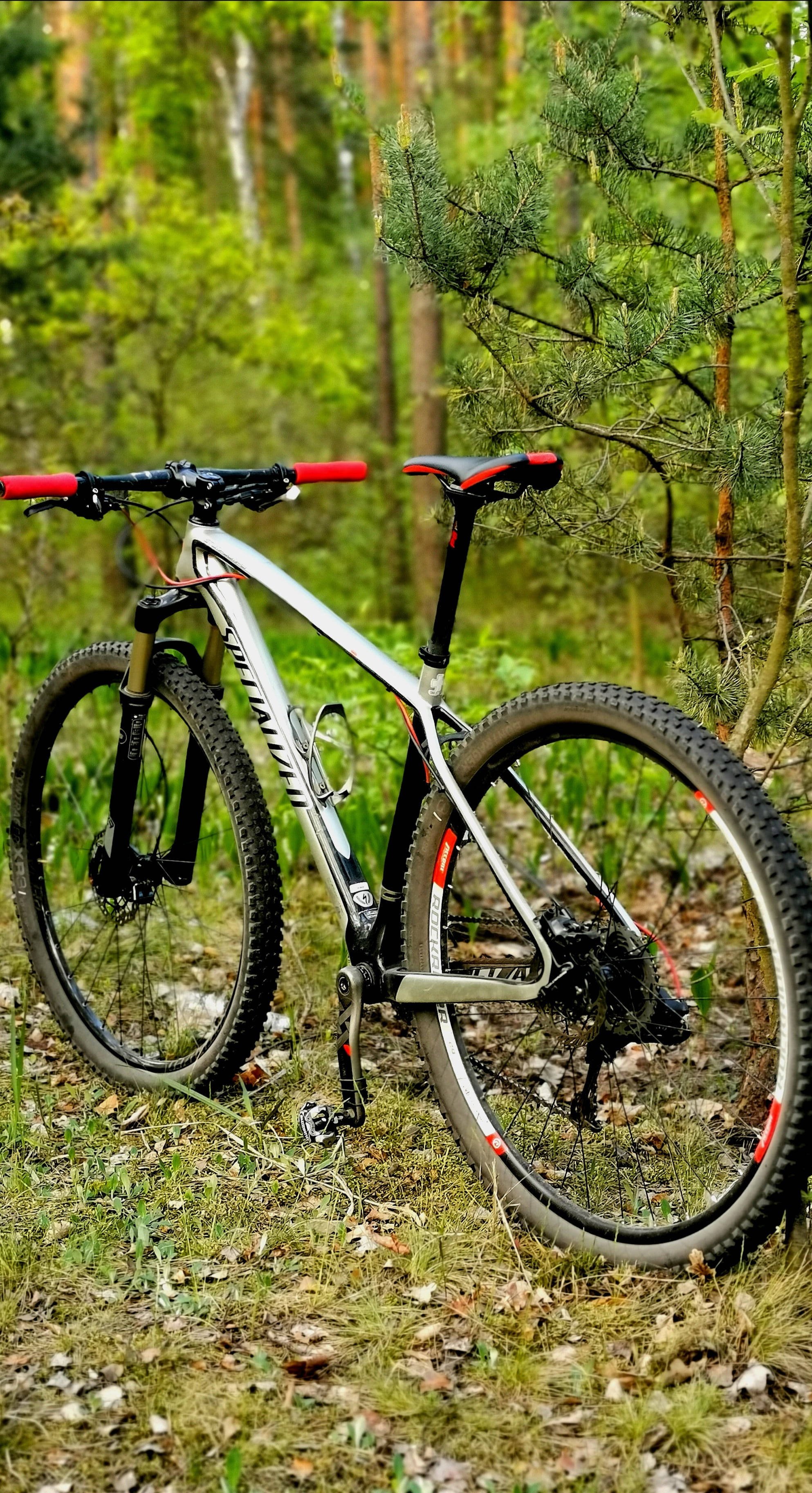 Mountain Bike 桌布 壁紙 — 一輛帶有紅色點綴的時尚銀色登山自行車停放在森林地面上，周圍環繞著綠樹和松枝。