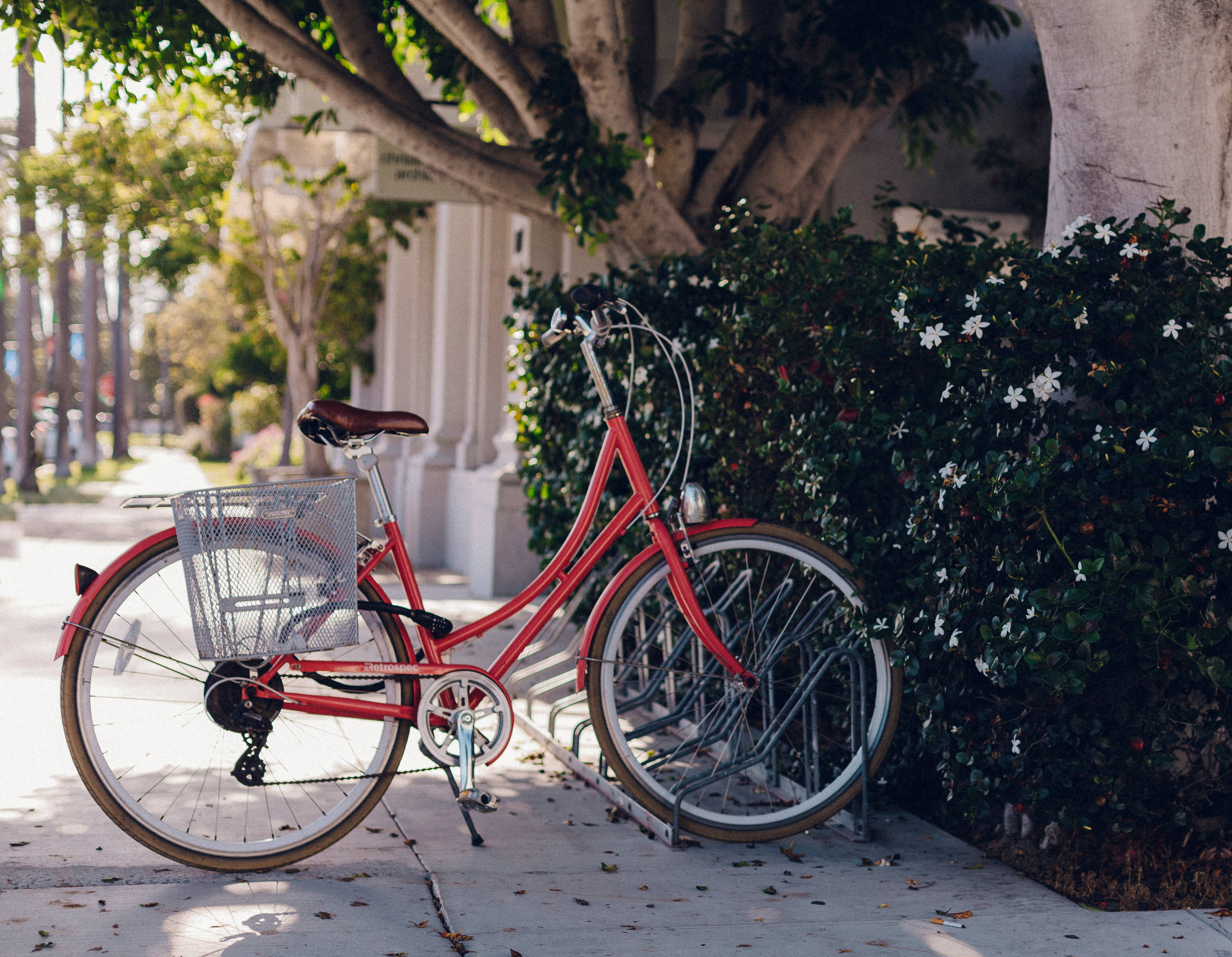 Bicycle 桌布 壁紙 — 一輛帶有鐵絲籃的復古紅色腳踏車停放在人行道上，旁邊是開花的灌木叢，上方是枝葉茂密的樹木。