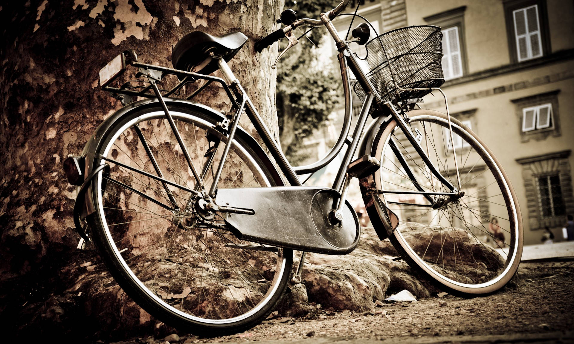 Bicycle 桌布 壁紙 — 一輛帶有鐵絲籃的復古腳踏車靠在一棵有紋理的樹幹上，位於陽光普照的城市庭院中。