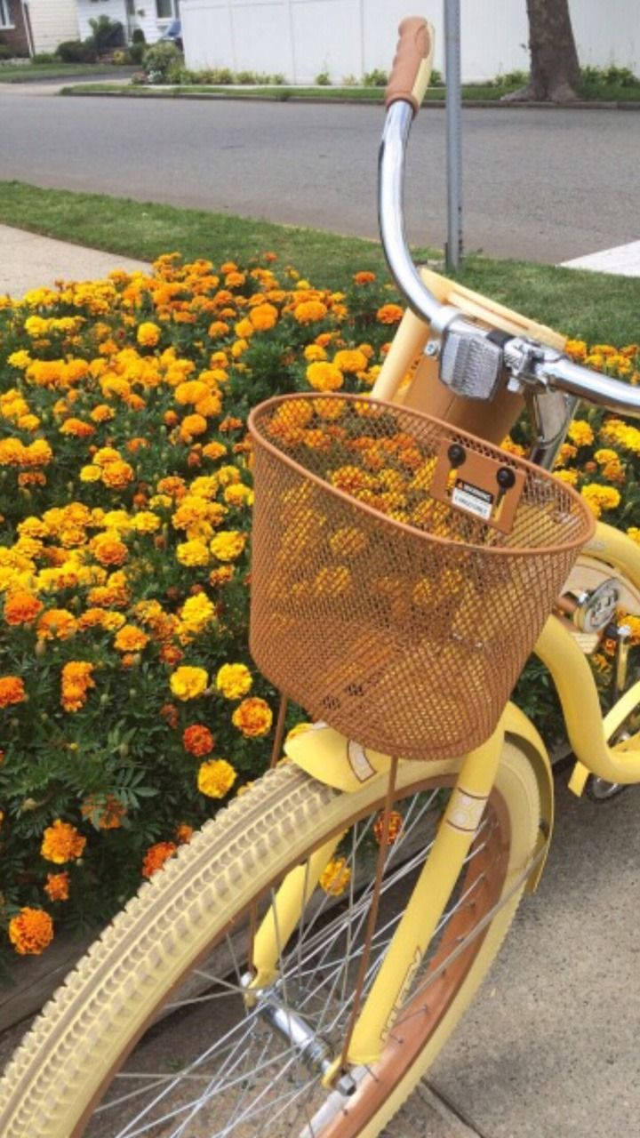 黃色美學 桌布 壁紙 — 一輛帶有鐵絲籃的鮮黃色腳踏車停放在郊區人行道上，旁邊是充滿活力的橙色和黃色萬壽菊花壇。