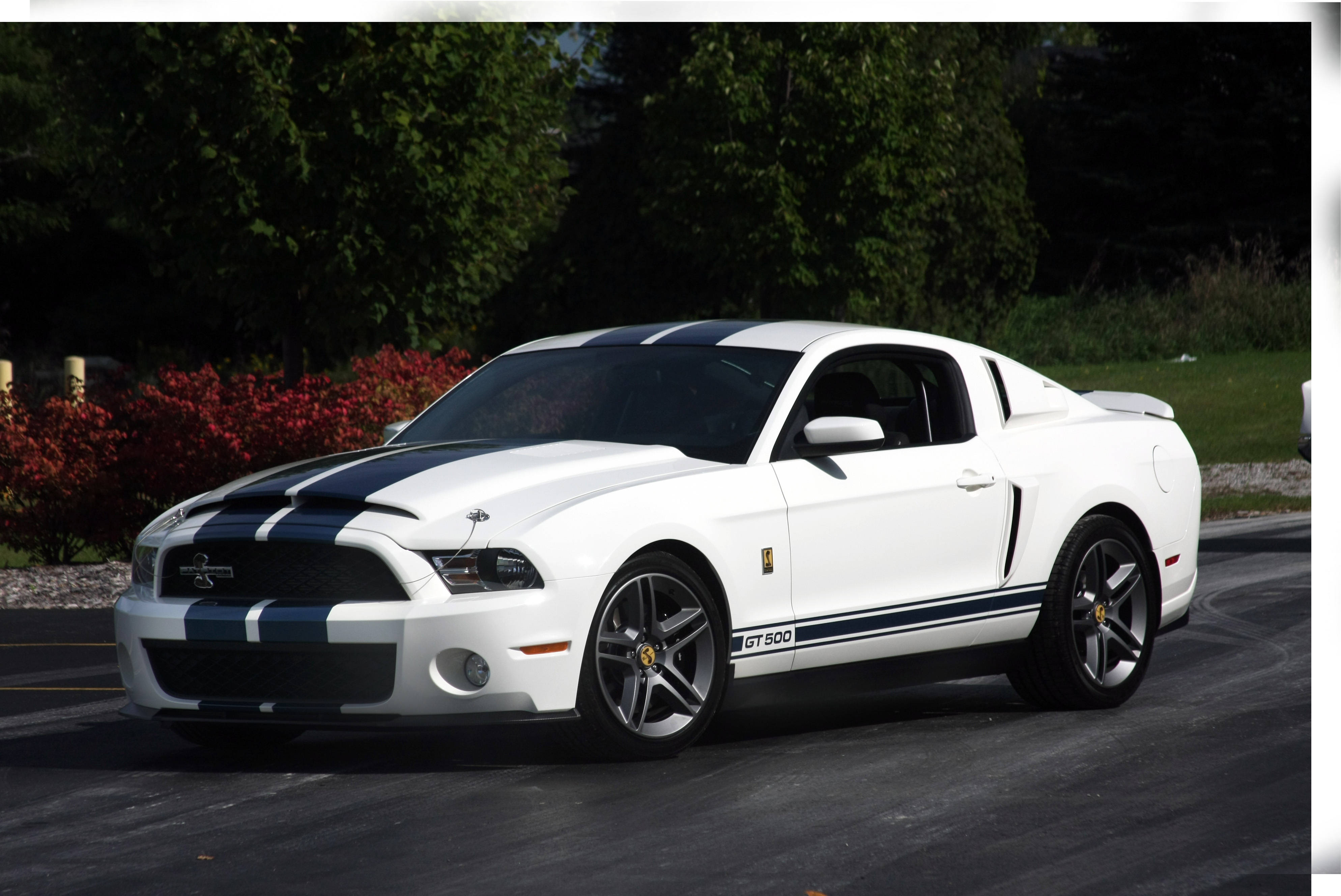 shelby iPhone 桌布 壁紙 — 一輛帶有黑色賽車條紋的白色福特野馬GT500停在柏油路上，周圍環繞著綠樹和紅色灌木。