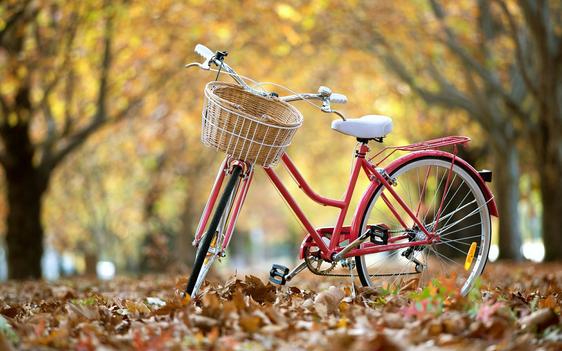 Bicycle 桌布 壁紙 — 一輛復古紅色腳踏車配以柳條籃，停泊在鋪滿金色秋葉的公園中。