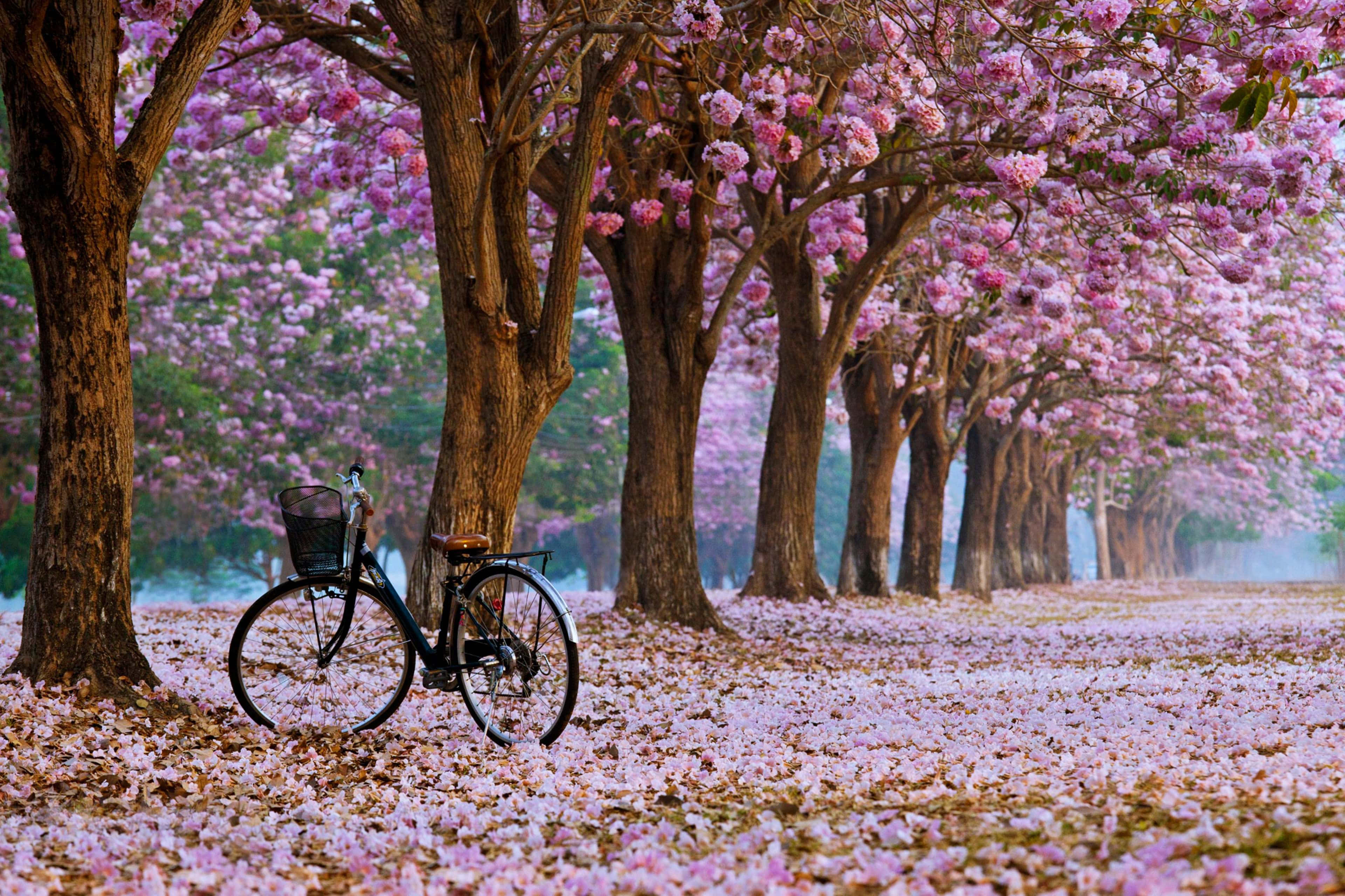 Spring Time 桌布 壁紙 — 一輛復古腳踏車停放在粉紅花樹下，花瓣鋪滿地面。