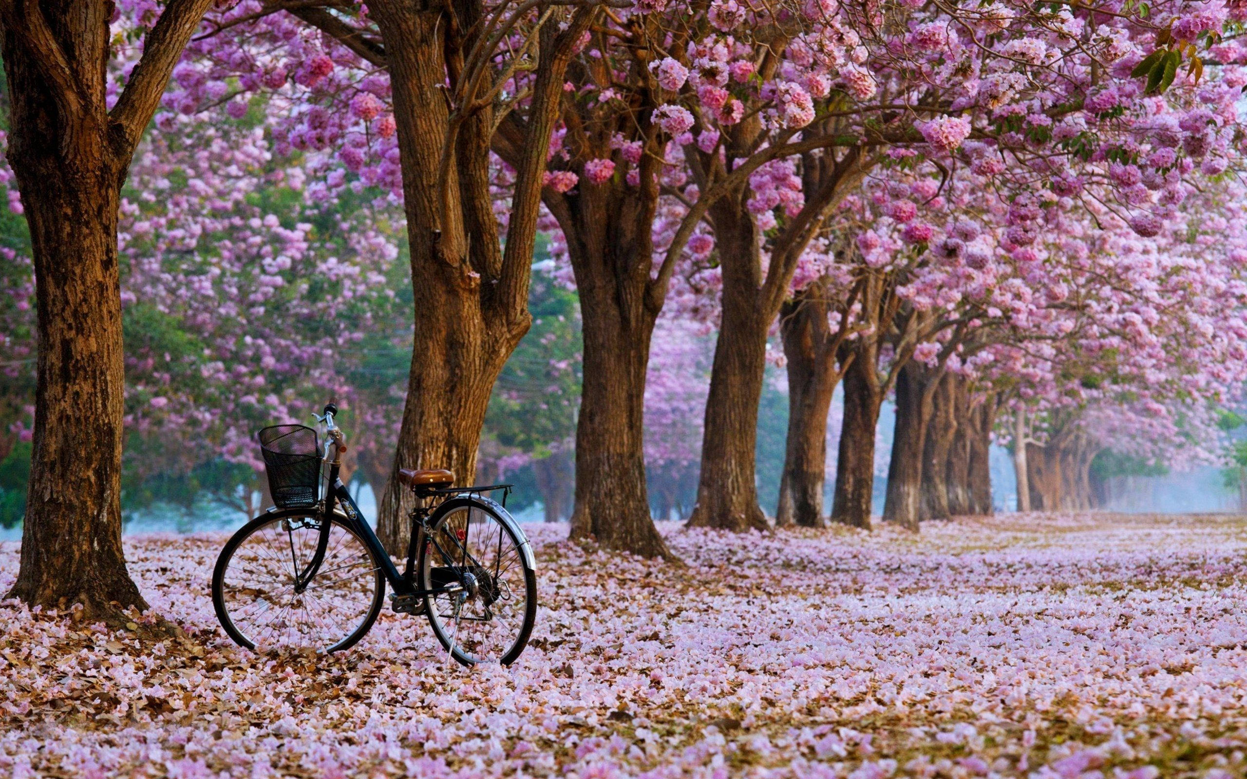 Blossom 桌布 壁紙 — 一輛復古腳踏車停放在粉紅花樹的樹冠下，花瓣鋪滿地面。