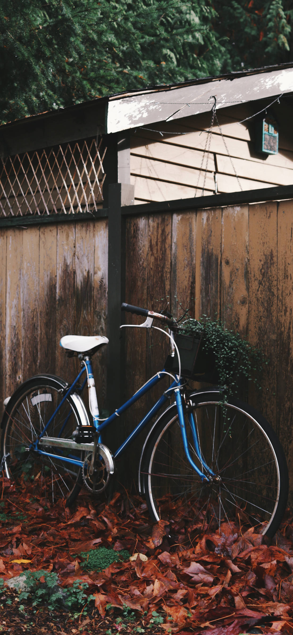 Bicycle 桌布 壁紙 — 一輛復古藍色腳踏車靠在一道被秋天落葉包圍的風化木籬笆上。