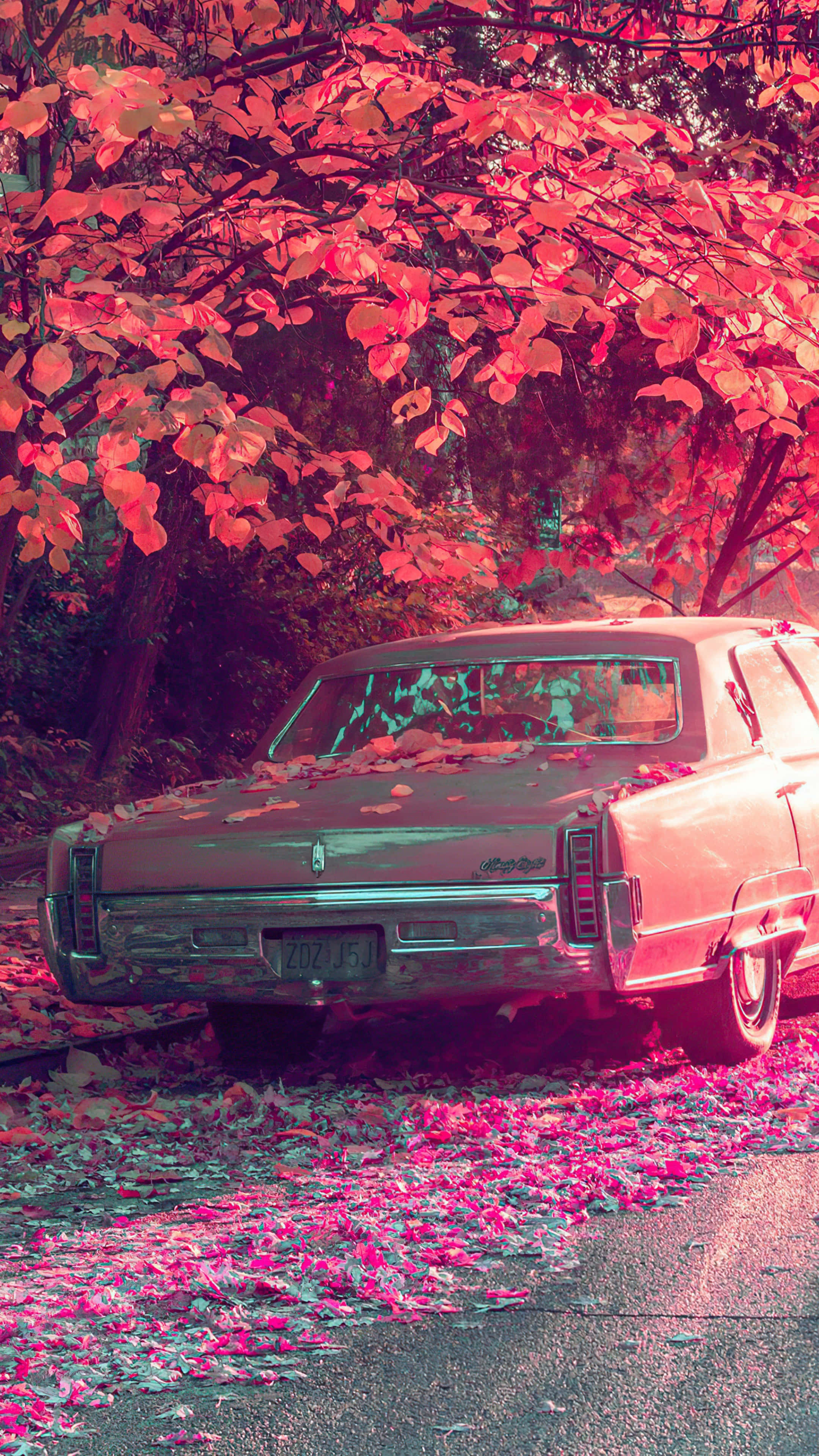 Autumn Leaves 桌布 壁紙 — 一輛復古車停在一棵樹下，鮮紅的秋葉覆蓋了車頂和周圍的地面。