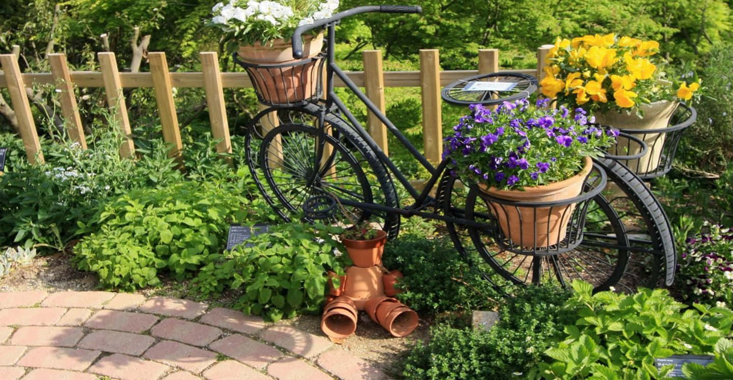 Herb Garden 桌布 壁紙 — 一輛復古黑色腳踏車被重新用作花盆，在陽光普照的花園中，磚砌小徑旁盛開著鮮豔的花朵。