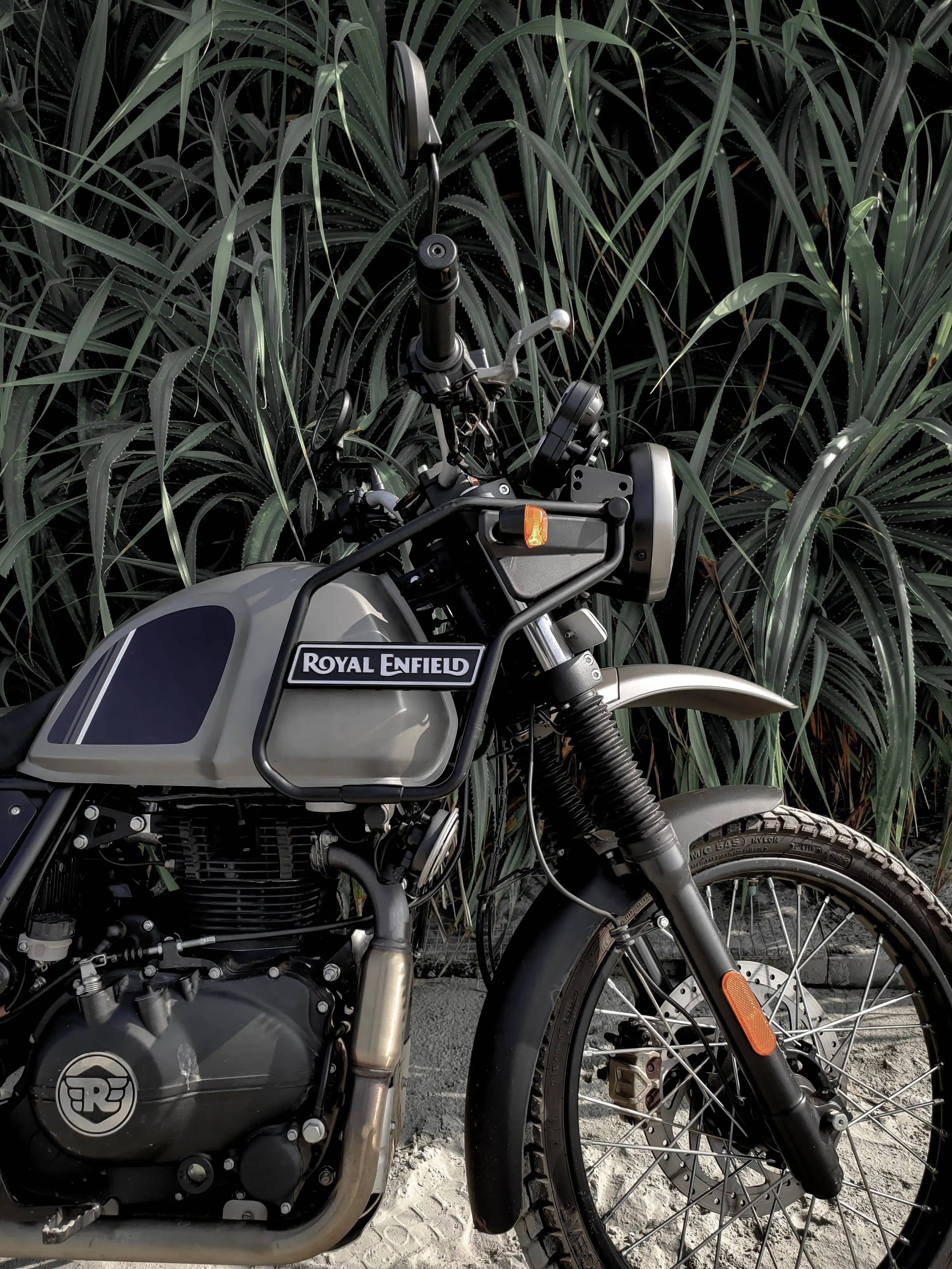 腳踏車 桌布 壁紙 — 一輛時尚的Royal Enfield摩托車停放在高聳的深綠色熱帶植物叢中，在明亮的日光下。
