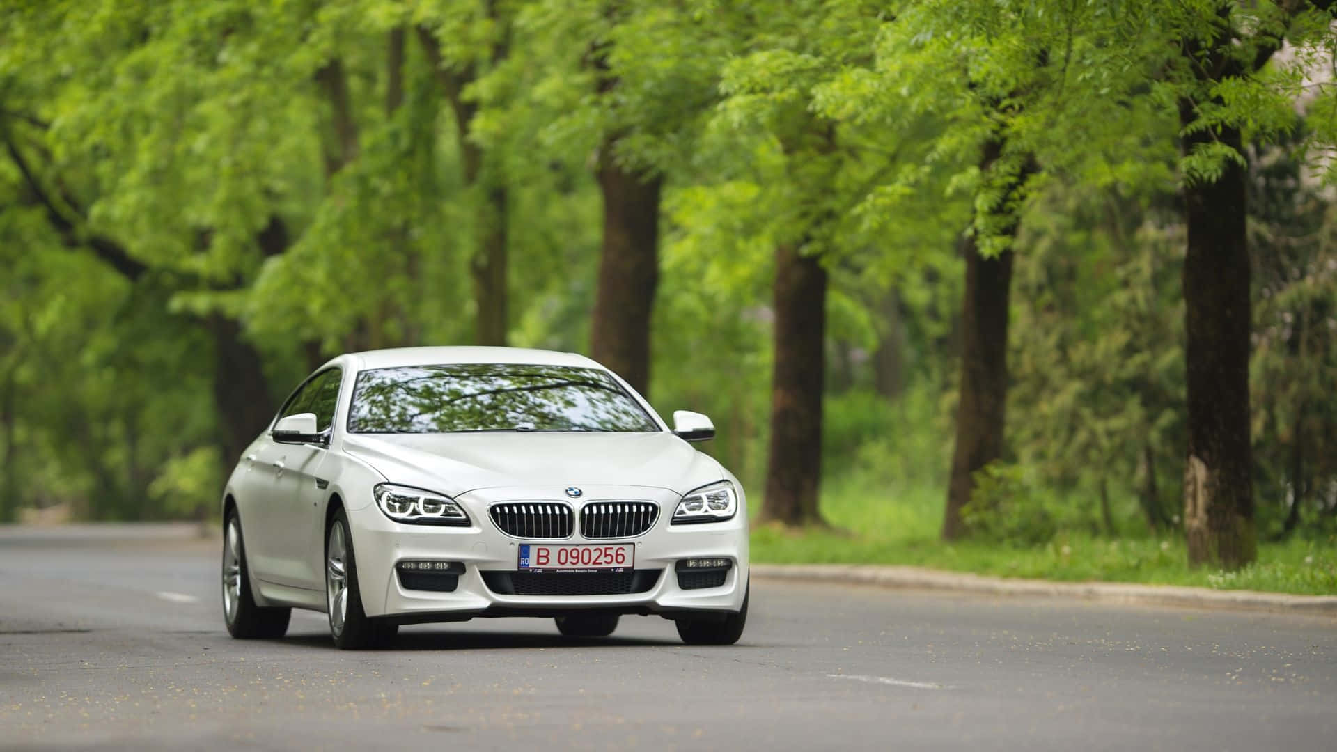 Bmw 6 Series 桌布 壁紙 — 一輛時尚的白色寶馬轎跑車在明亮的綠色夏季樹葉下行駛在綠樹成蔭的道路上。