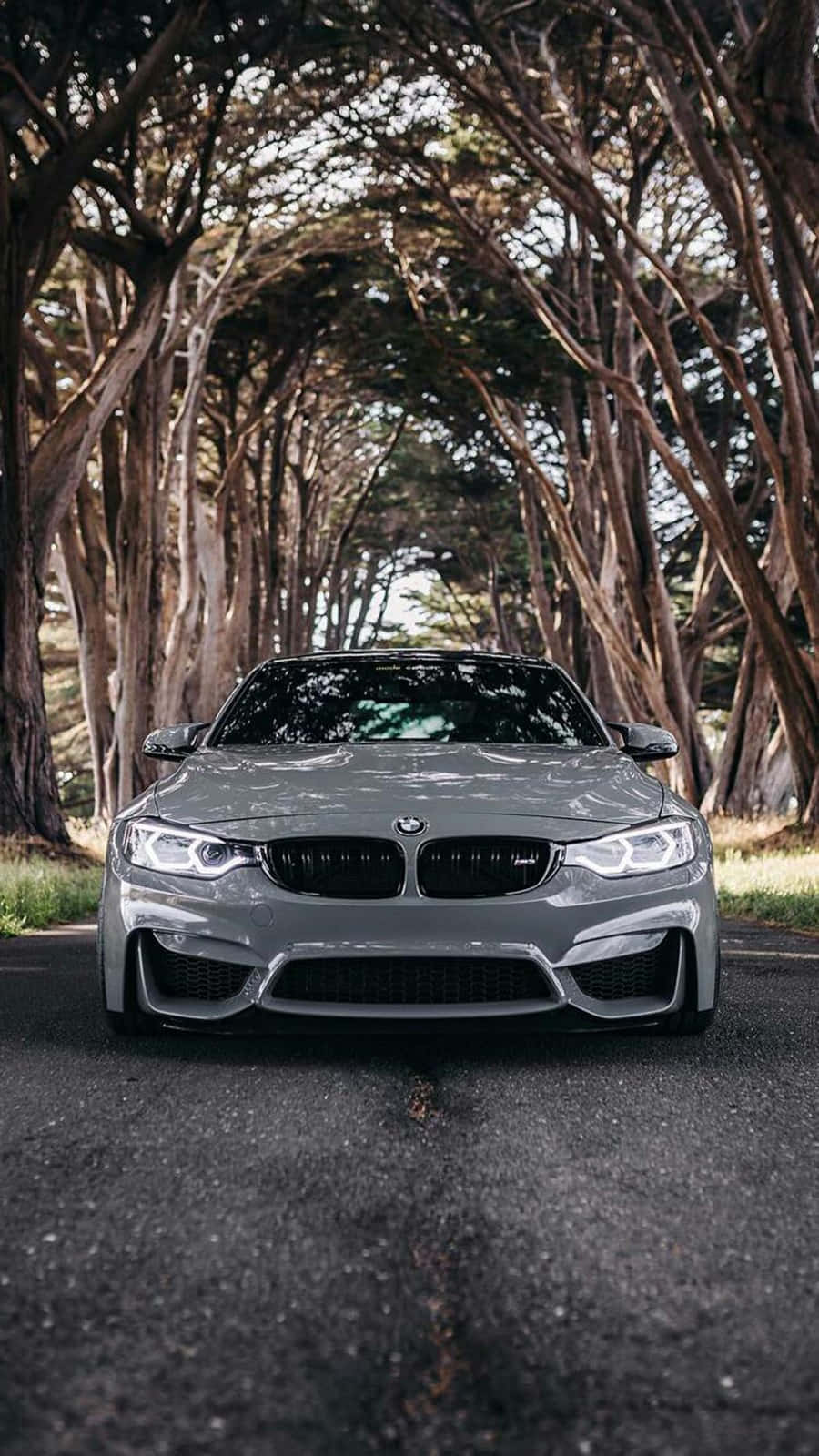 BMW 動圖 桌布 壁紙 — 一輛時尚的銀色BMW M4跑車停放在陽光明媚的道路上，高聳彎曲的樹木形成的樹冠之下。