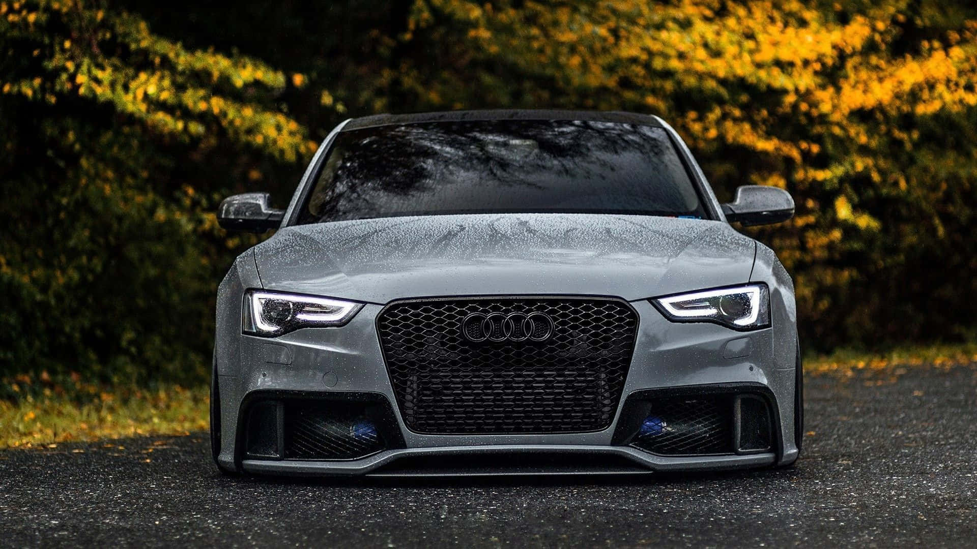 Audi S4 桌布 壁紙 — 一輛時尚的銀色奧迪跑車，在森林道路上的金色秋樹下，雨滴閃閃發光。