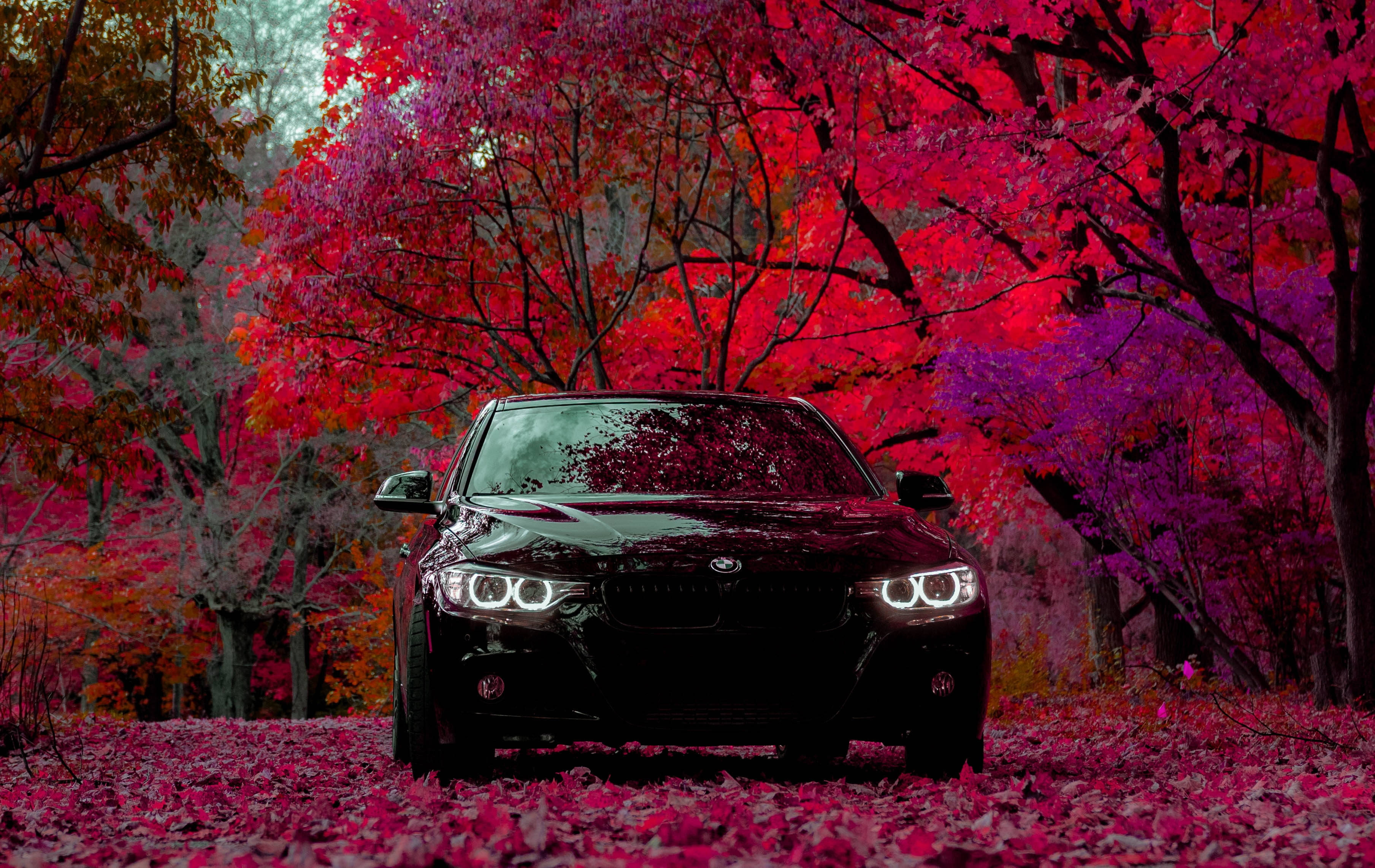 高清 桌布 壁紙 — 一輛時尚的黑色BMW轎車在鮮豔的紅色和紫色秋樹下閃閃發光，落葉鋪滿地面。