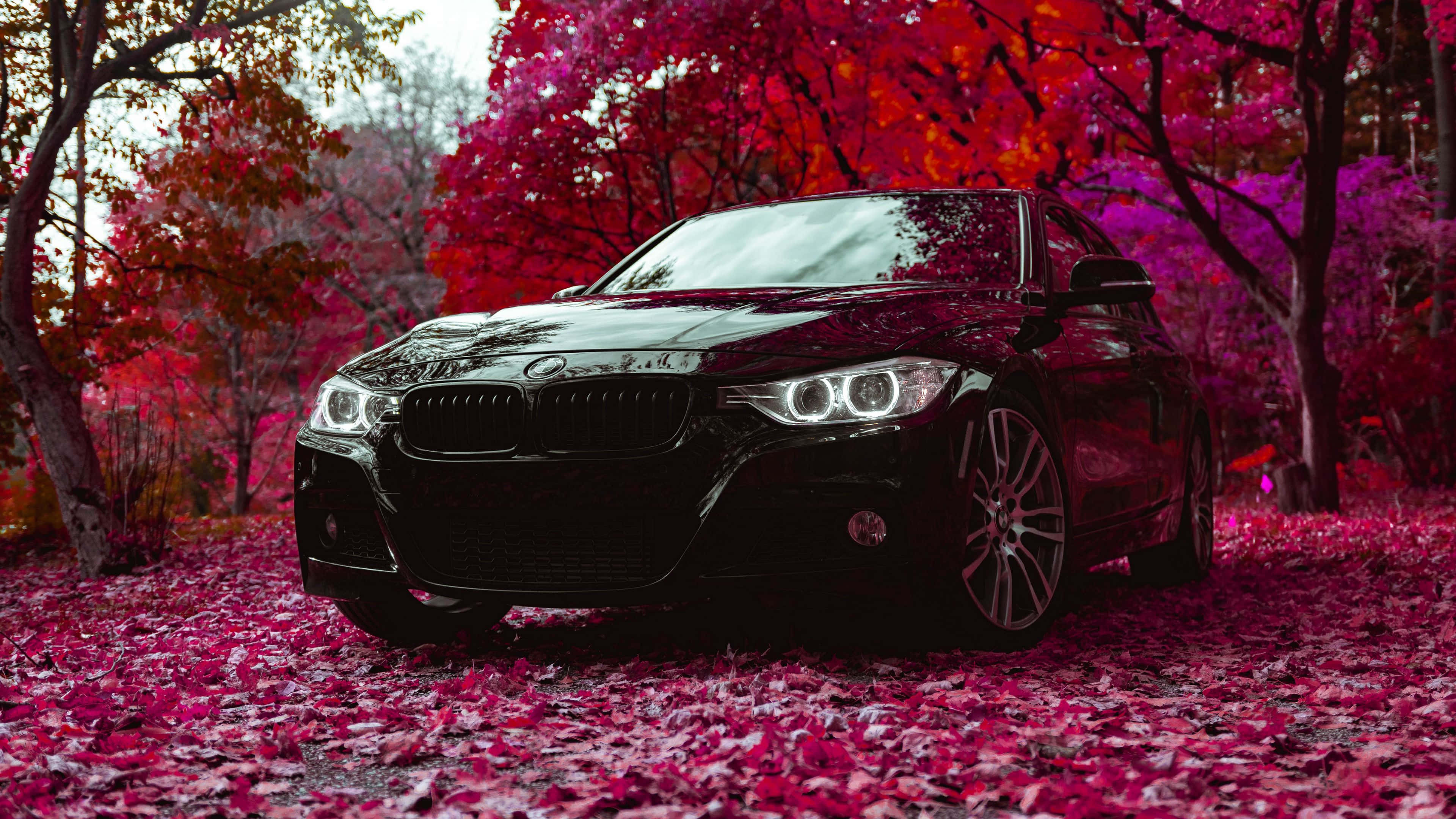 BMW 動圖 桌布 壁紙 — 一輛時尚的黑色寶馬轎車在柔和光線下閃耀，停在鋪滿鮮豔洋紅色秋葉的森林地面上。