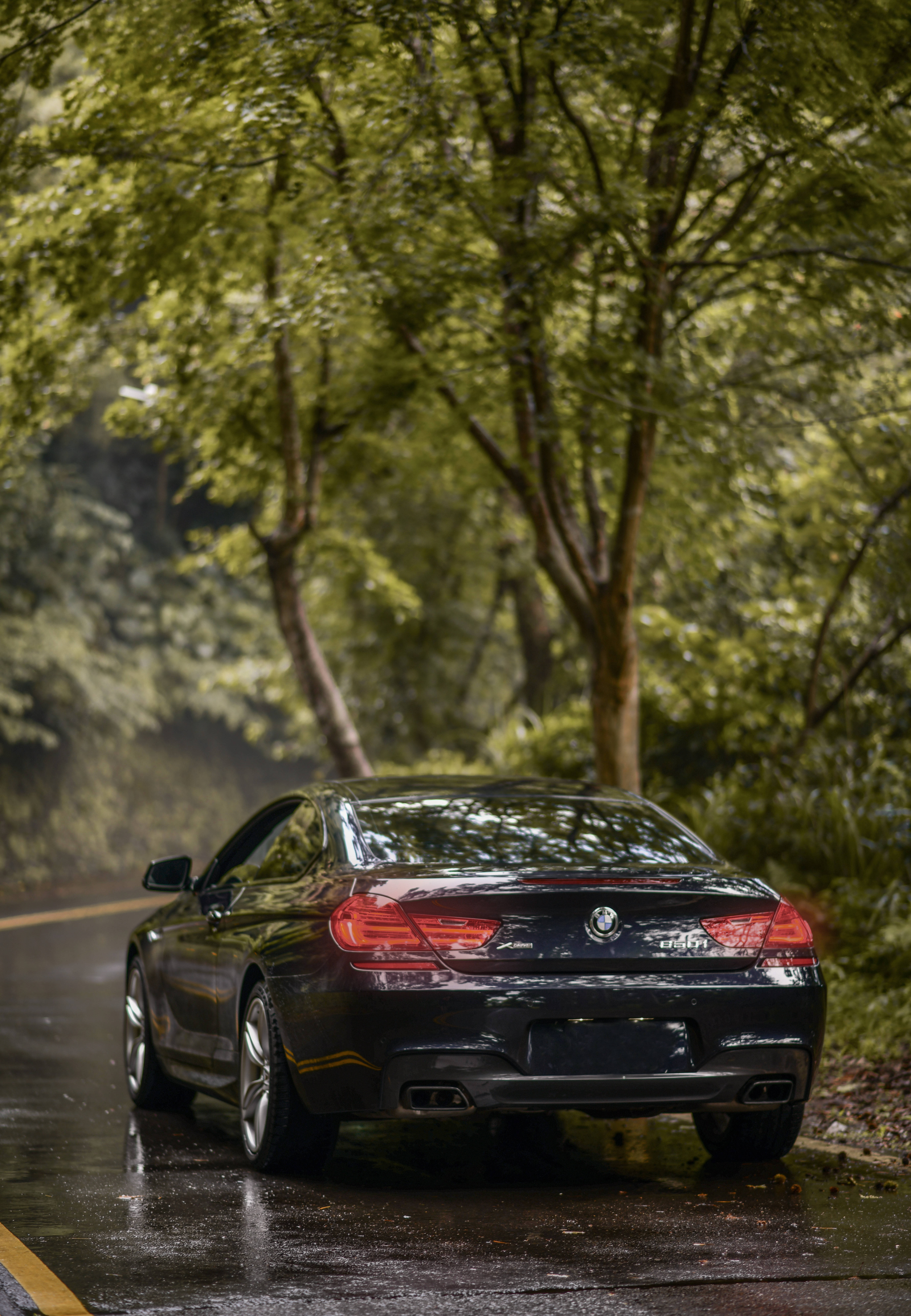 BMW M 桌布 壁紙 — 一輛時尚的黑色寶馬雙門轎跑車停在雨濕的森林道路上，周圍是茂密的綠色樹木。