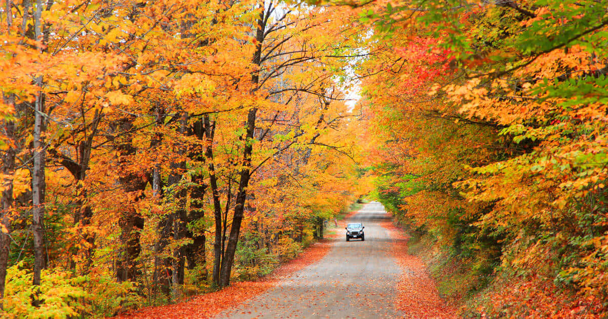 Fall Road 桌布 壁紙 — 一輛汽車沿著蜿蜒的道路行駛，兩旁是鮮豔的橙色和紅色秋樹，落葉鋪滿了路面。