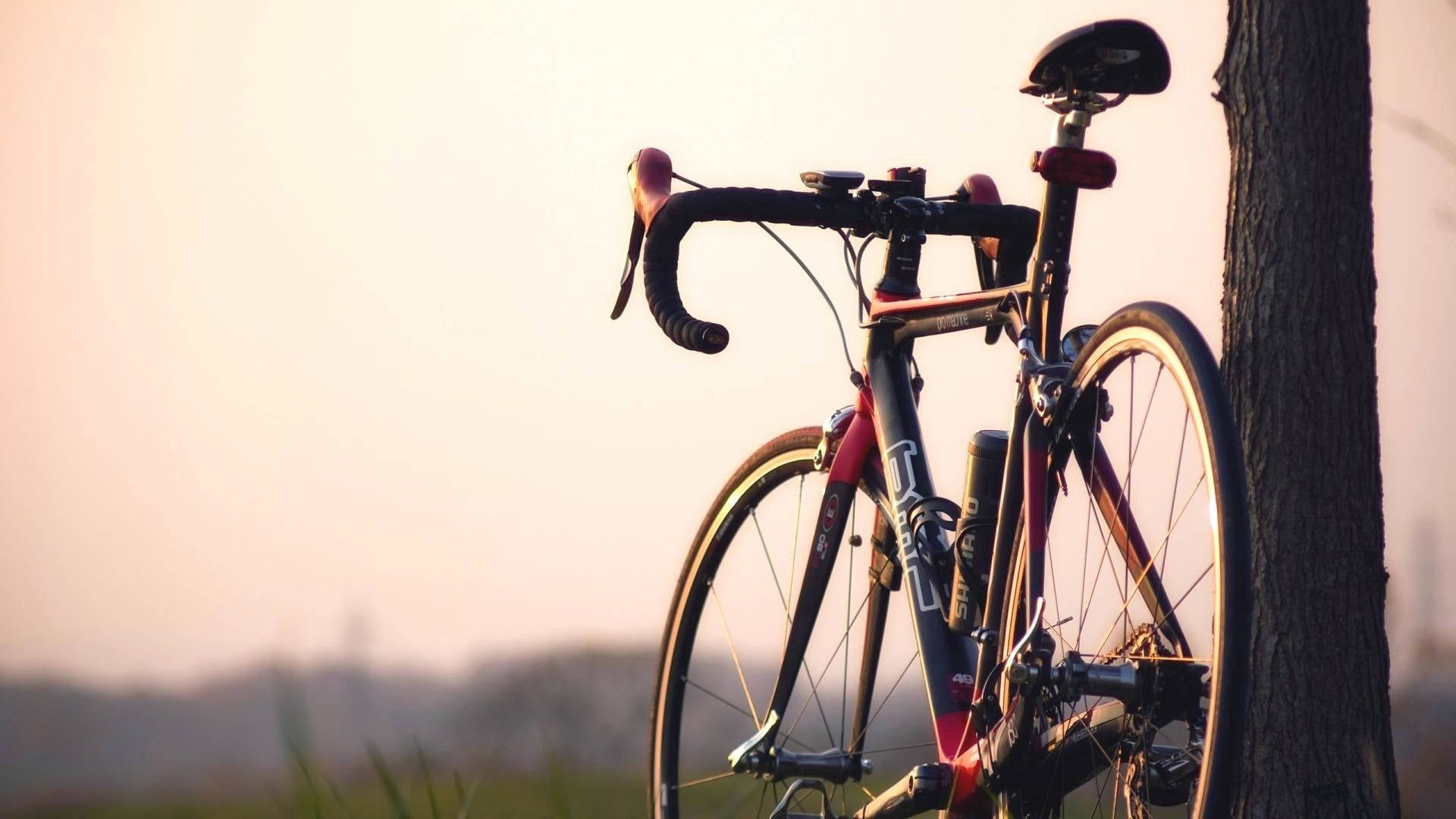 Mountain Bike 桌布 壁紙 — 一輛流線型公路自行車在黃金時刻靠著樹幹，柔和溫暖的光線灑滿場景。