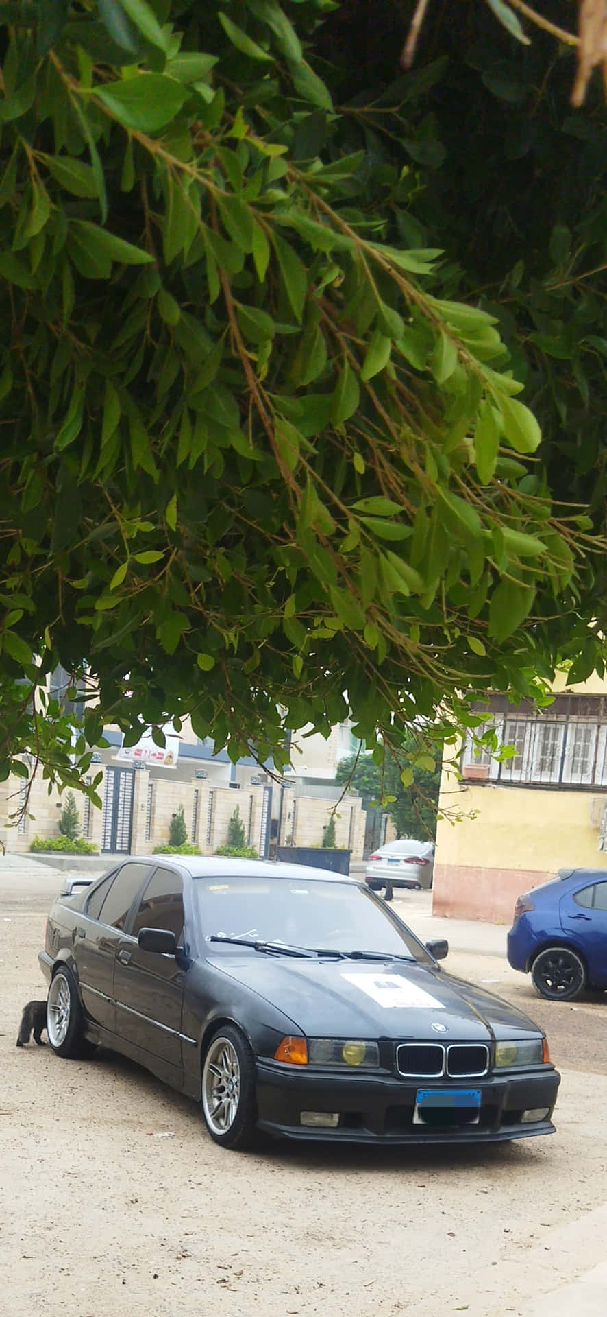 wallpaper 壁紙 — 一輛深灰色BMW轎車停放在茂密綠樹枝下，背景是塵土飛揚的街道和建築物。