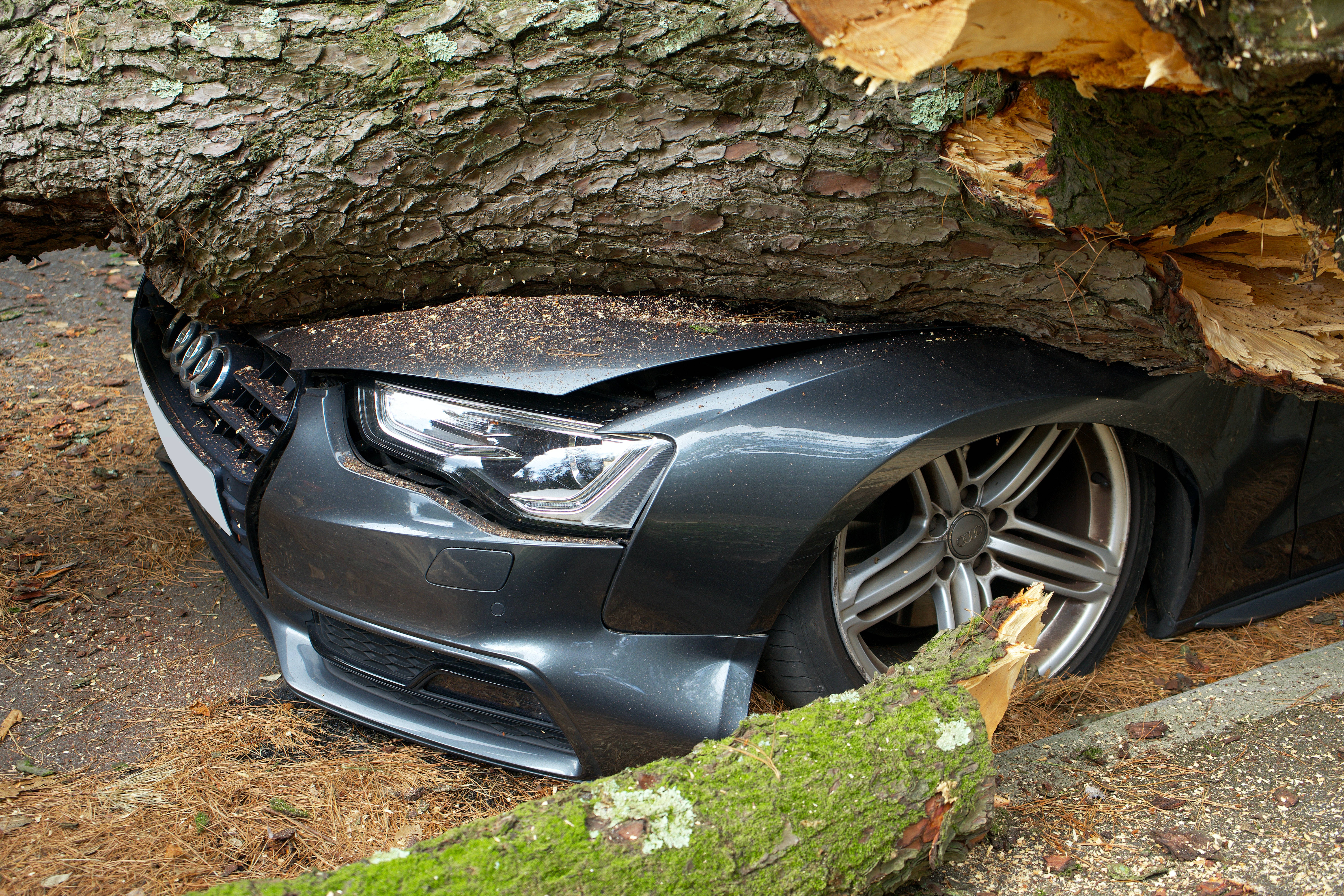 car crash 桌布 壁紙 — 一輛深灰色奧迪房車被森林中一棵巨大的倒下的樹壓碎，周圍有長滿苔蘚的原木和松針。