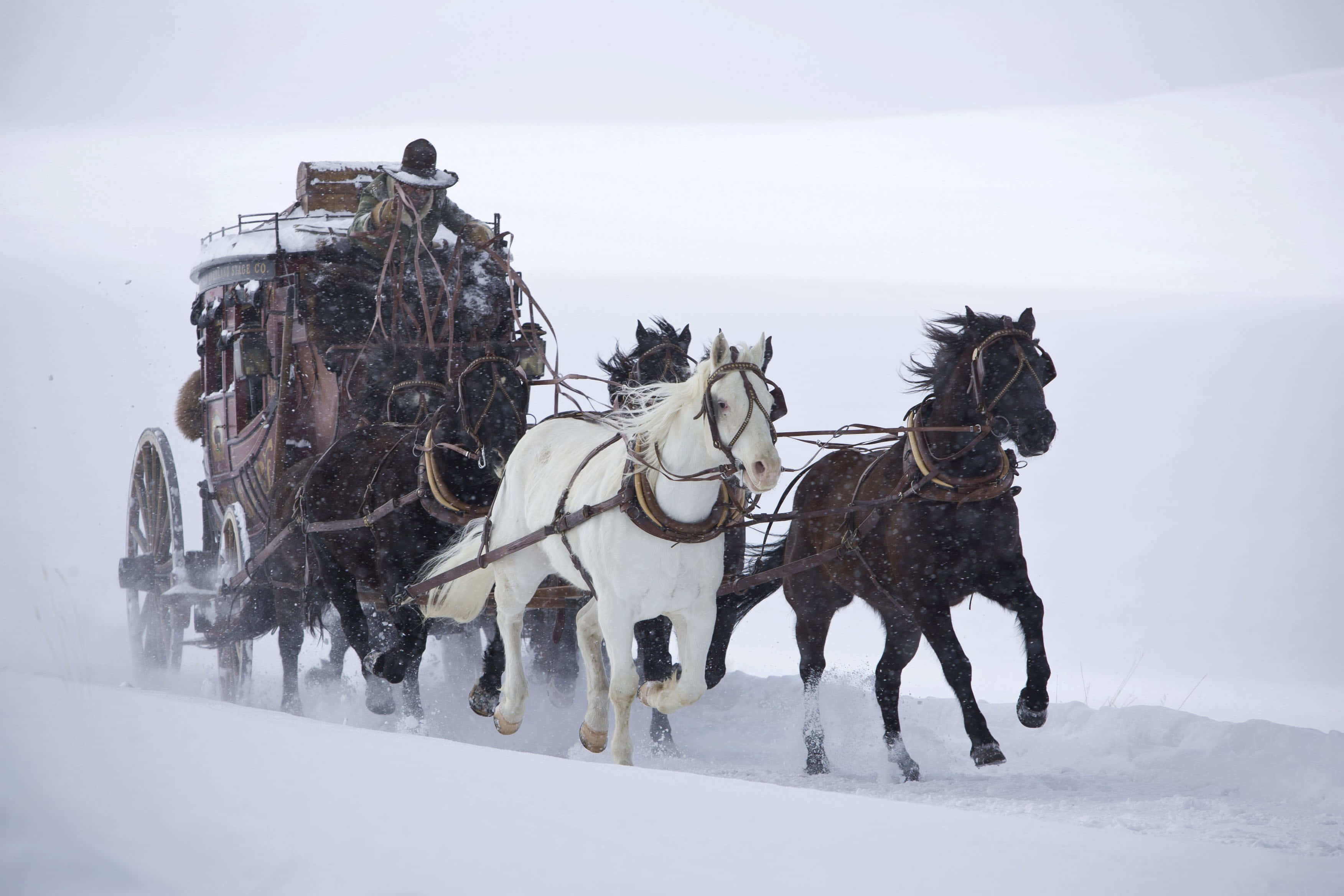 Odious 桌布 壁紙 — 一輛由白色和黑色馬匹組成的馬車在暴風雪中疾馳，揚起雪花。