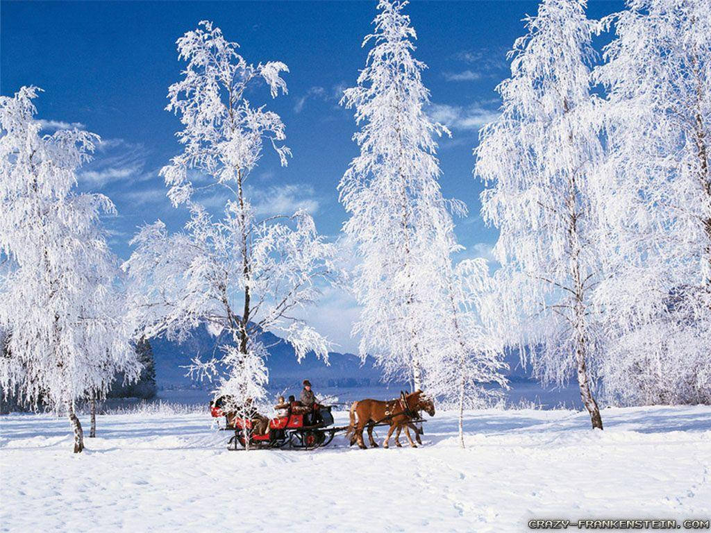 聖誕節 桌布 壁紙 — 一輛由馬拉動的雪橇載著乘客穿過白雪覆蓋的森林，樹木結滿霜，天空清澈湛藍。