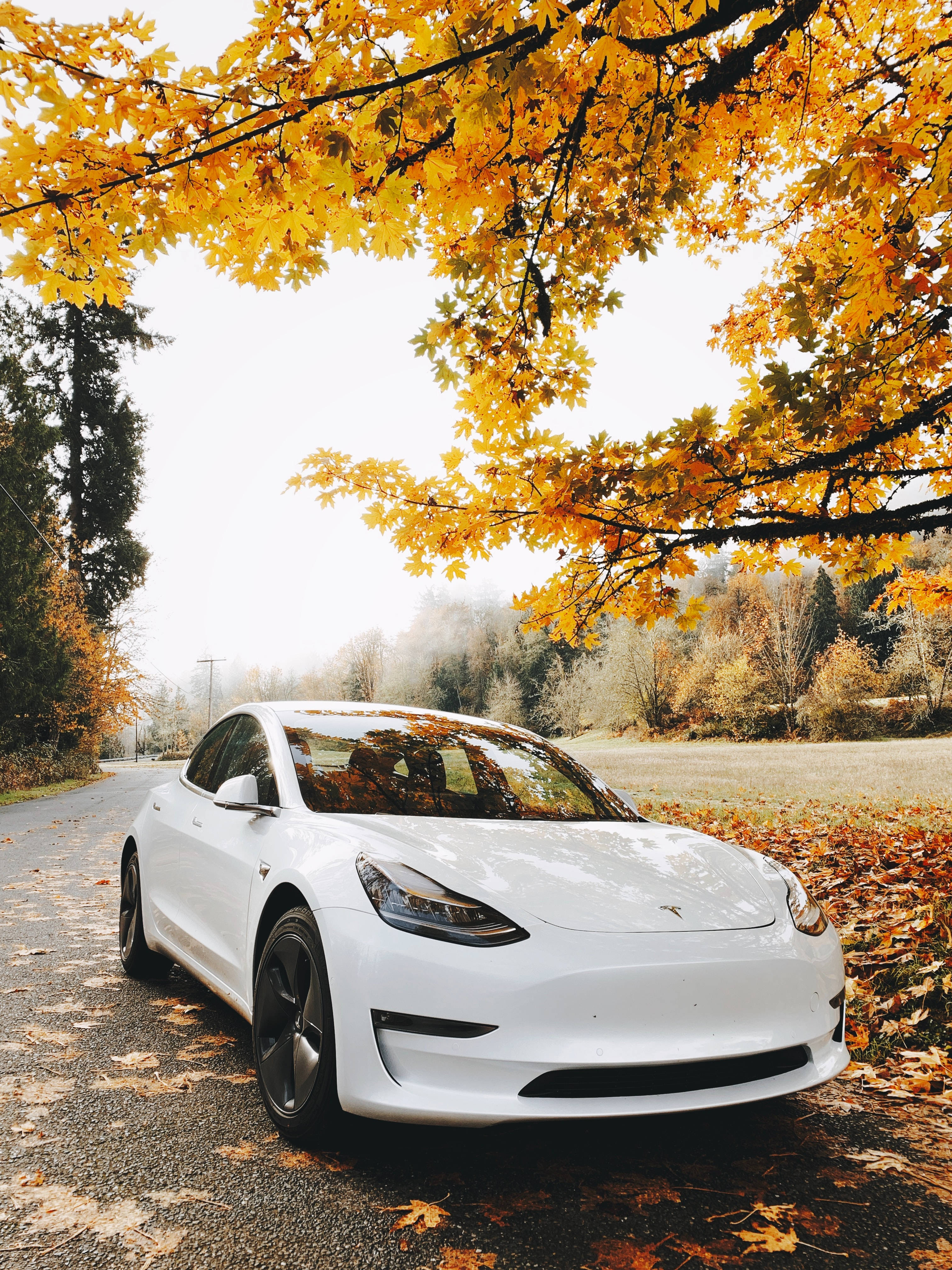 汽車 桌布 壁紙 — 一輛白色 Tesla Model 3 停泊在寧靜森林道路上，上方是鮮黃色秋葉形成的樹冠。