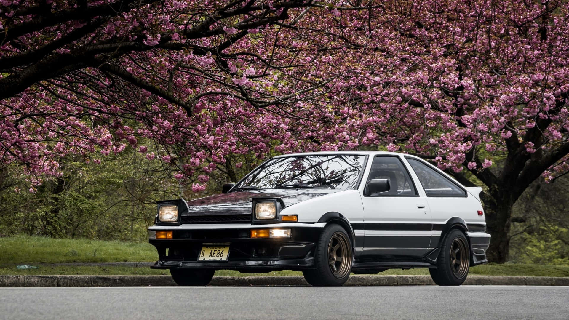 白色AE86跑車在春天停泊在粉紅色櫻花樹下。 — Toyota Supra Mk4 壁紙