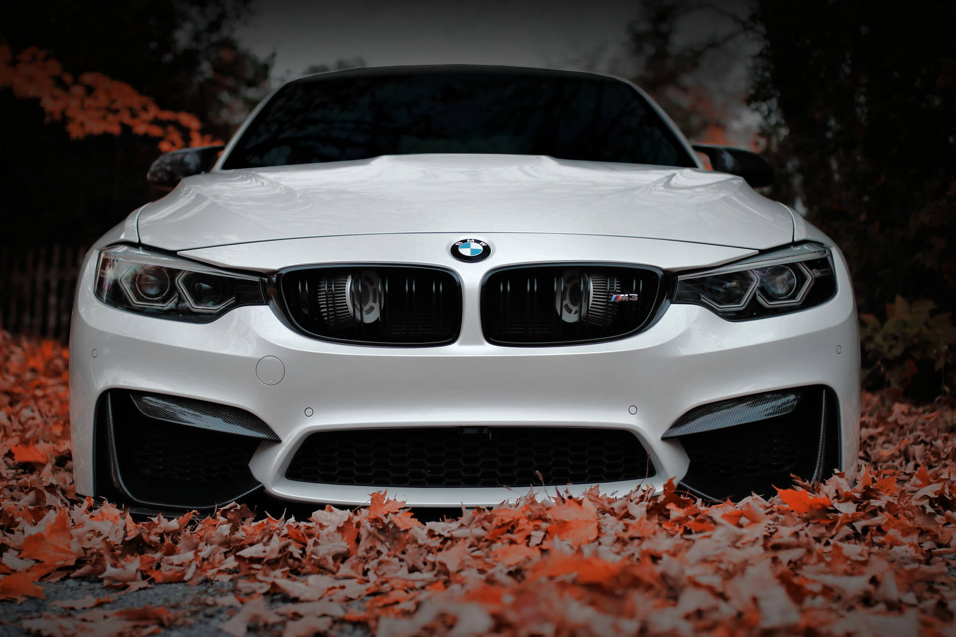 白色BMW M4停放在橙色秋葉床上。 — 秋天動圖 壁紙
