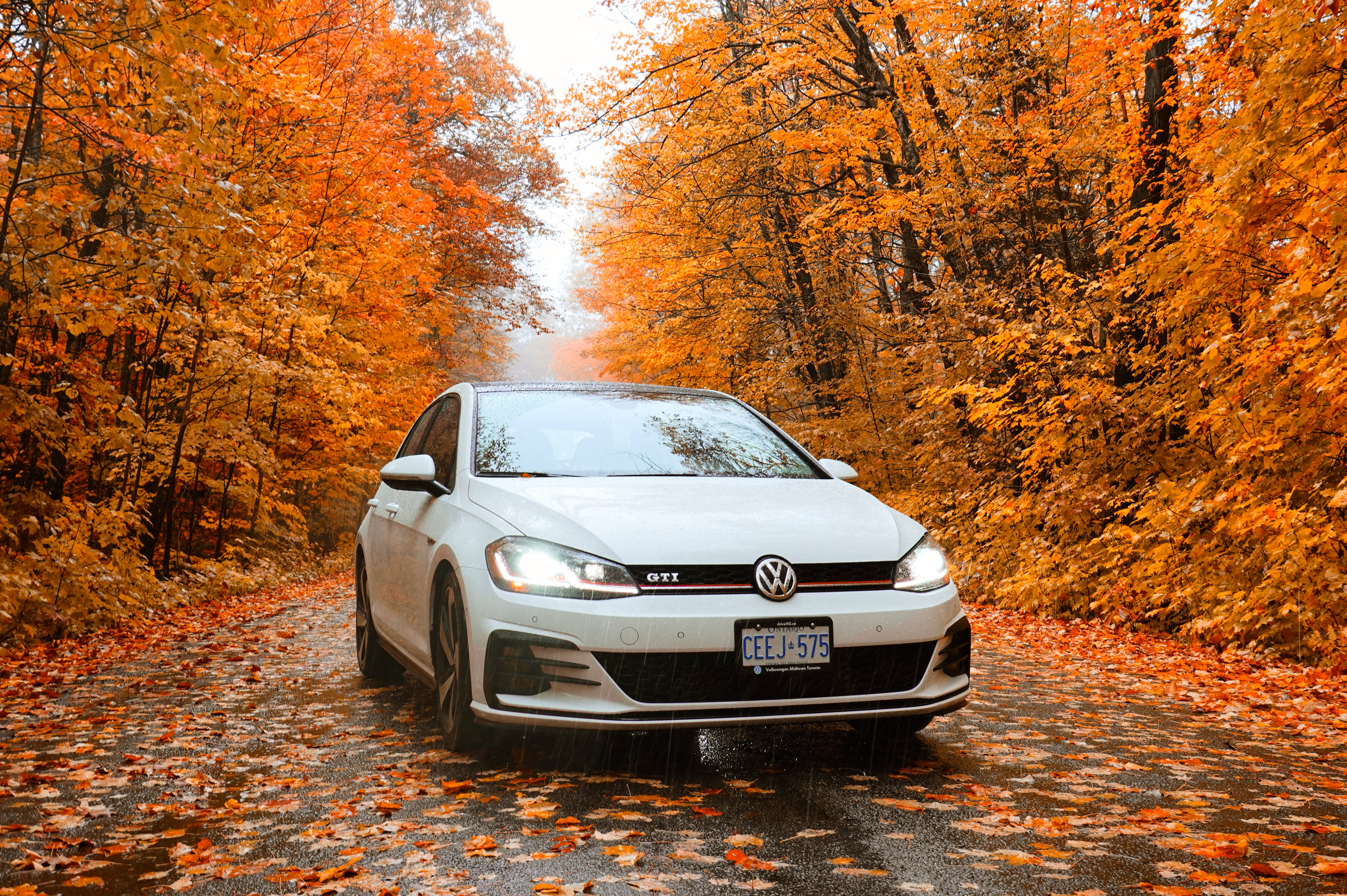 Gti 桌布 壁紙 — 一輛白色福斯 GTI 沿著潮濕的森林道路行駛，兩旁是鮮豔的橙色秋葉。