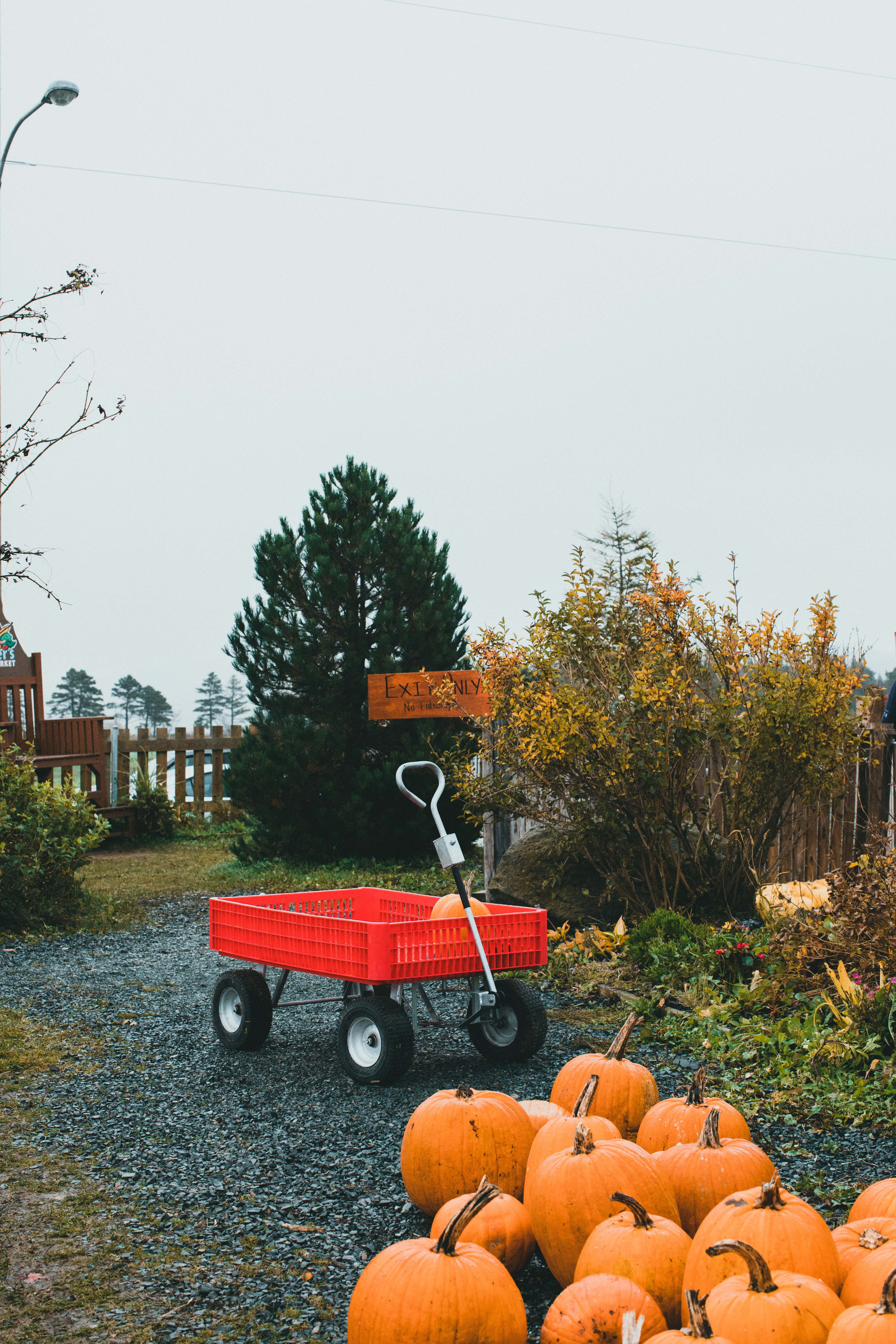 Pumpkin Patch 桌布 壁紙 — 一輛紅色手推車停放在碎石上，旁邊有一堆南瓜，天空陰沉，背景有秋葉和松樹。