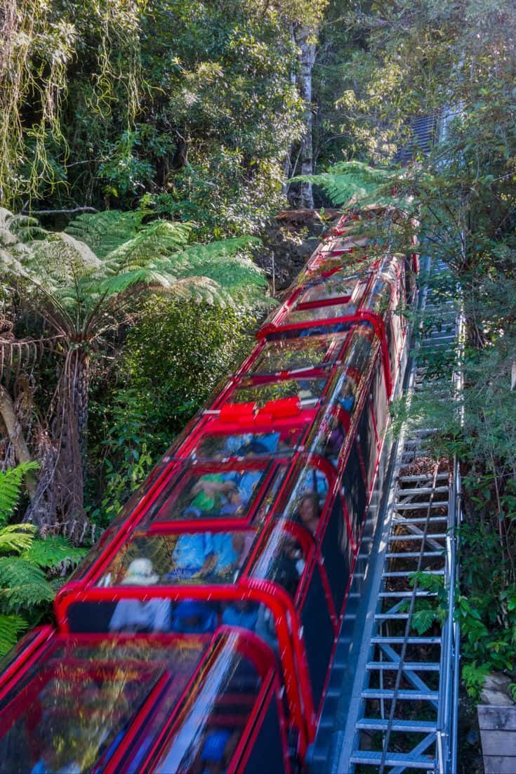 Blue Mountains National Park 桌布 壁紙 — 一輛紅色玻璃觀光纜車在高架軌道上滑行，穿越茂密的綠色森林，周圍佈滿蕨類植物和樹木。