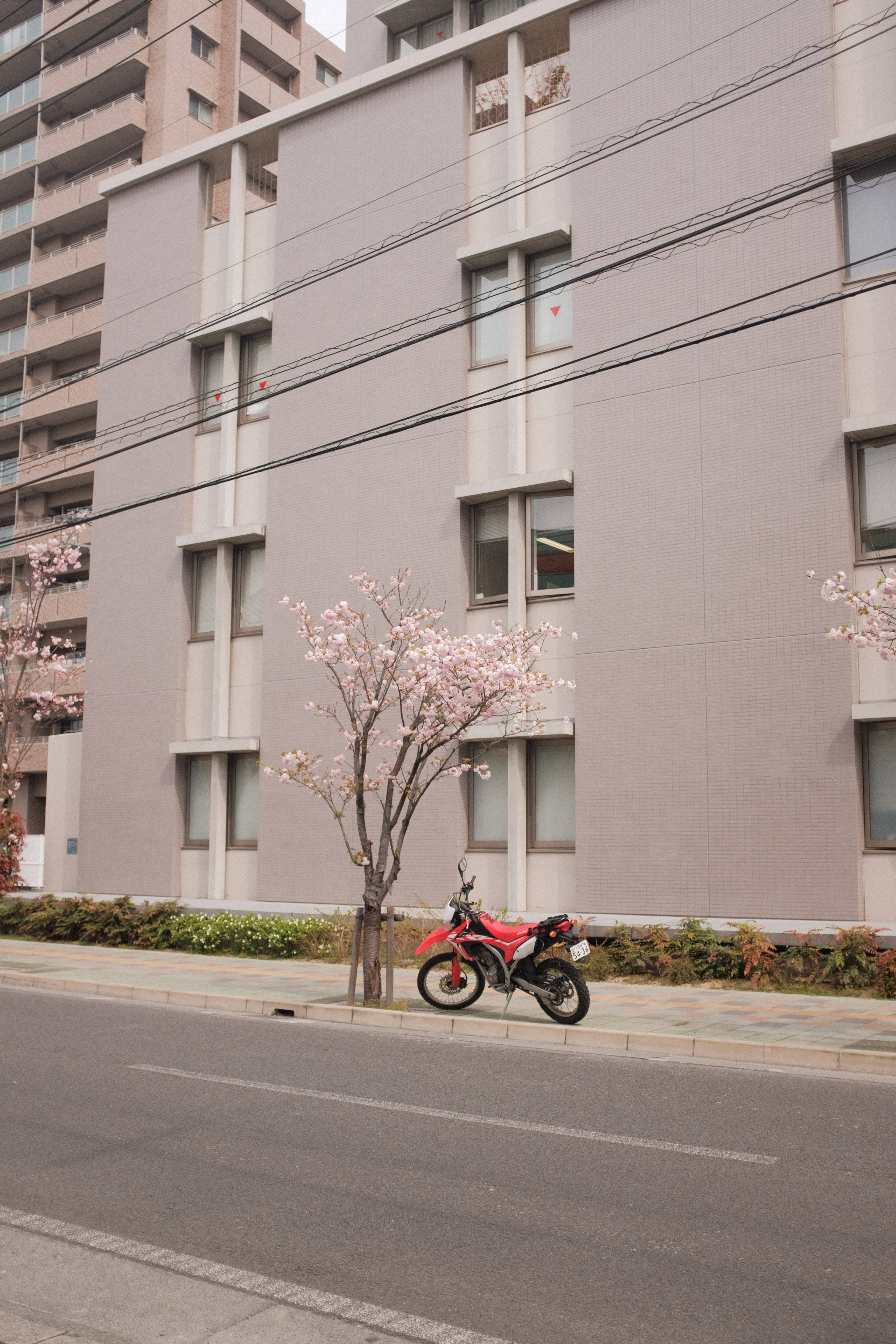 機車 桌布 壁紙 — 一輛紅色越野機車停放在櫻花樹旁，前面是現代化公寓大樓，位於寧靜的城市街道上。
