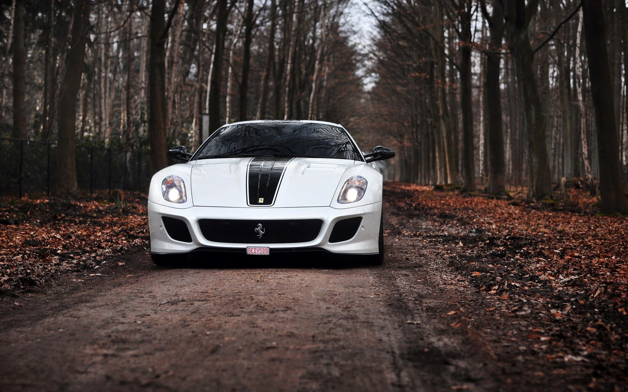 Ferrari 599 Gtb Fiorano 桌布 壁紙 — 一輛純白色的法拉利跑車在柔和光線下閃閃發光，正對著一條鋪滿落葉的森林道路。
