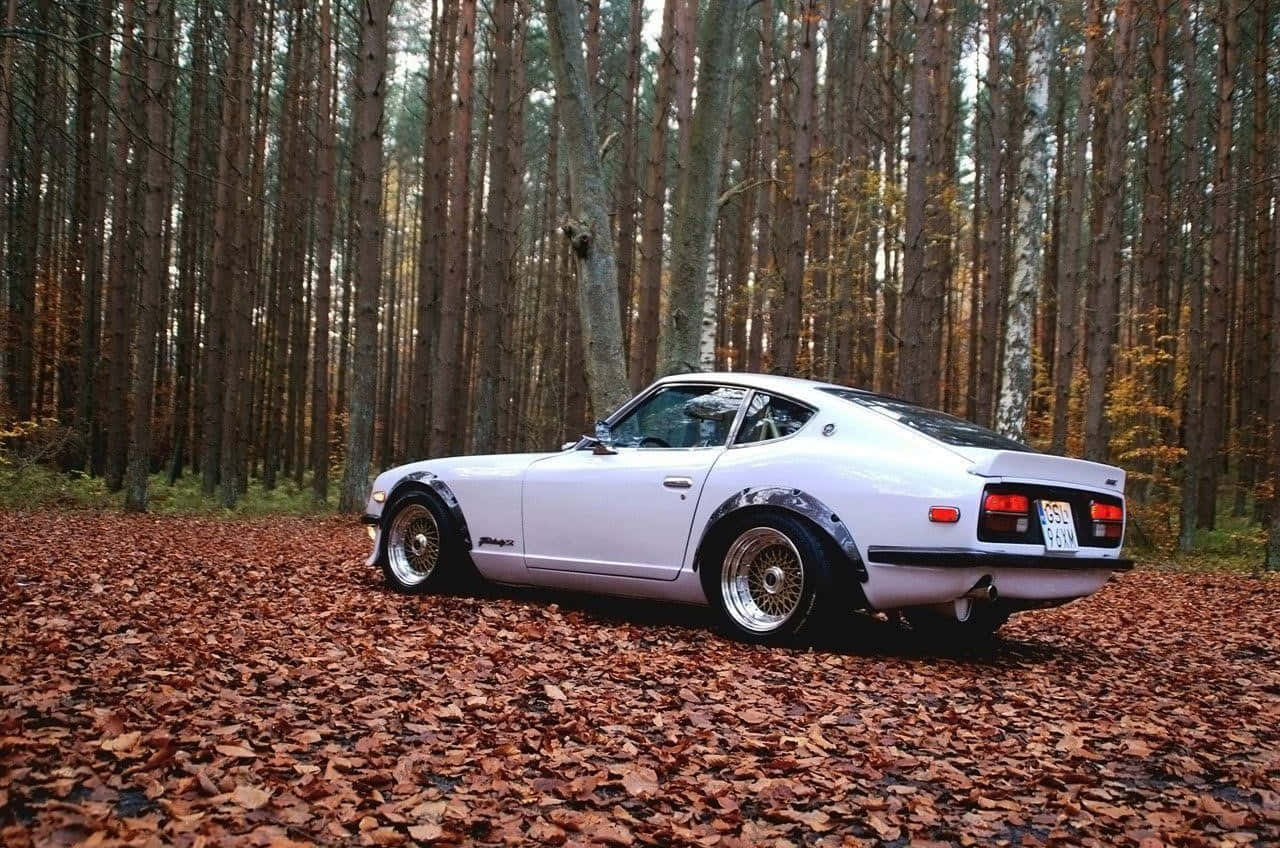 Datsun 桌布 壁紙 — 一輛純白色的經典跑車停放在茂密森林中鋪滿落葉的地面上。