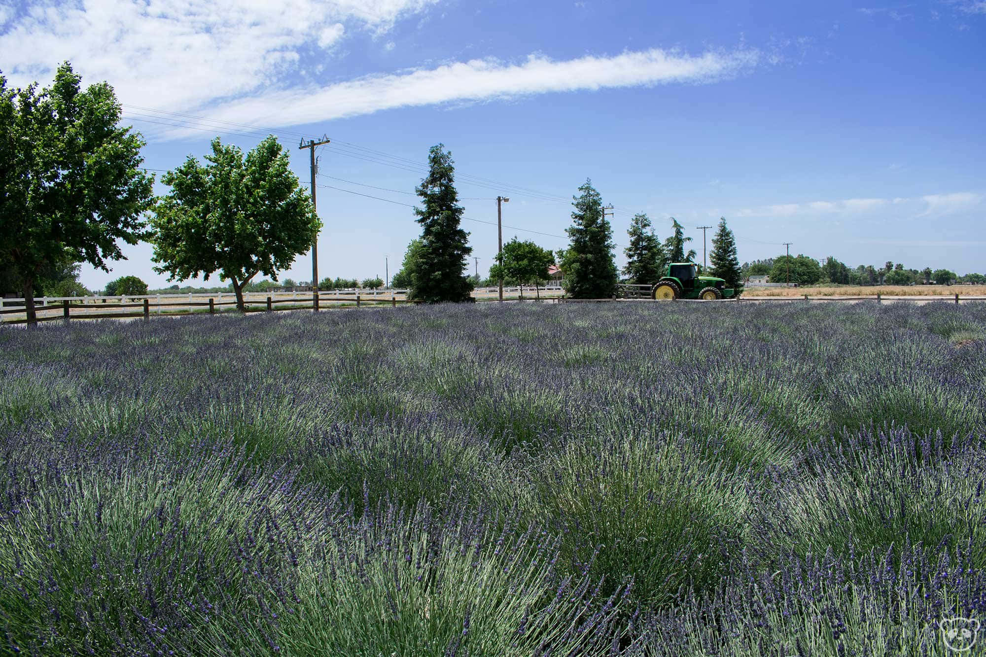 Lavender Field 桌布 壁紙 — 一輛綠色拖拉機在晴朗藍天和零星白雲下，駛過一片盛開的紫色薰衣草田。