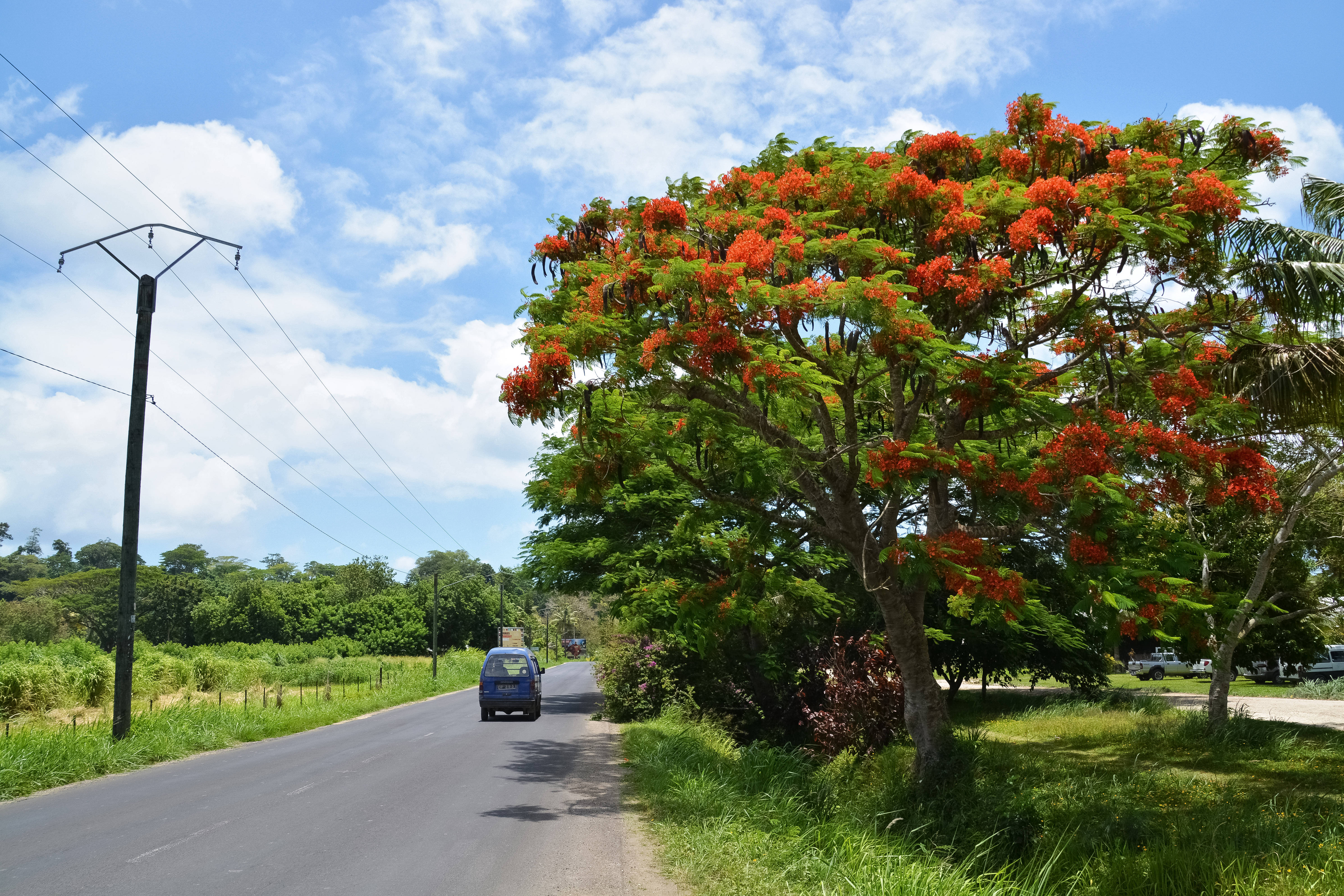 Vanuatu 桌布 壁紙 — 一輛藍色汽車在鄉村道路上行駛，道路被一棵盛開的紅色花朵的樹木遮蔽，上方是明亮的藍天和蓬鬆的白雲。