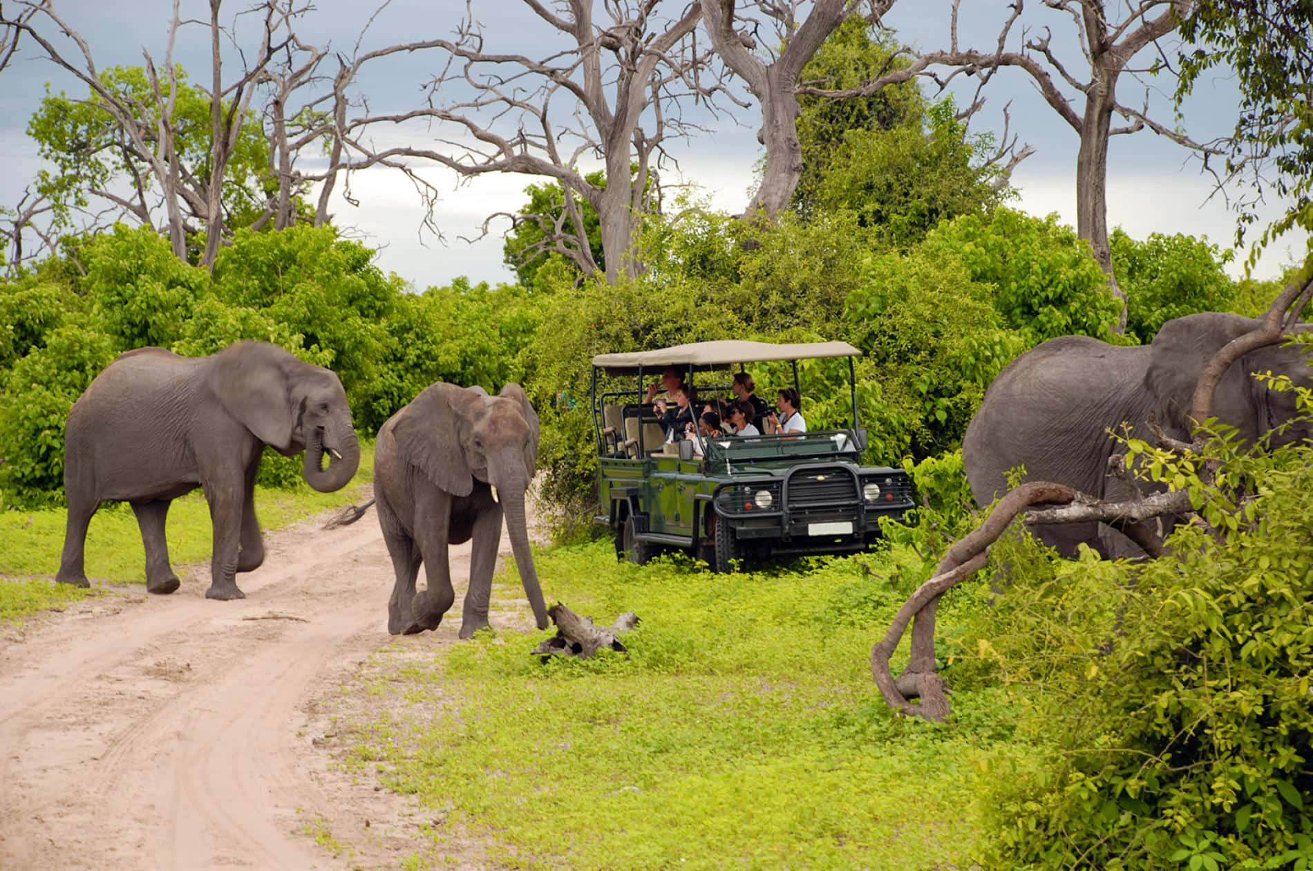 animals 桌布 壁紙 — 一輛載有遊客的野生動物園吉普車觀察三頭大象穿過一條泥濘小徑，穿越茂密的綠色稀樹草原，天空多雲。