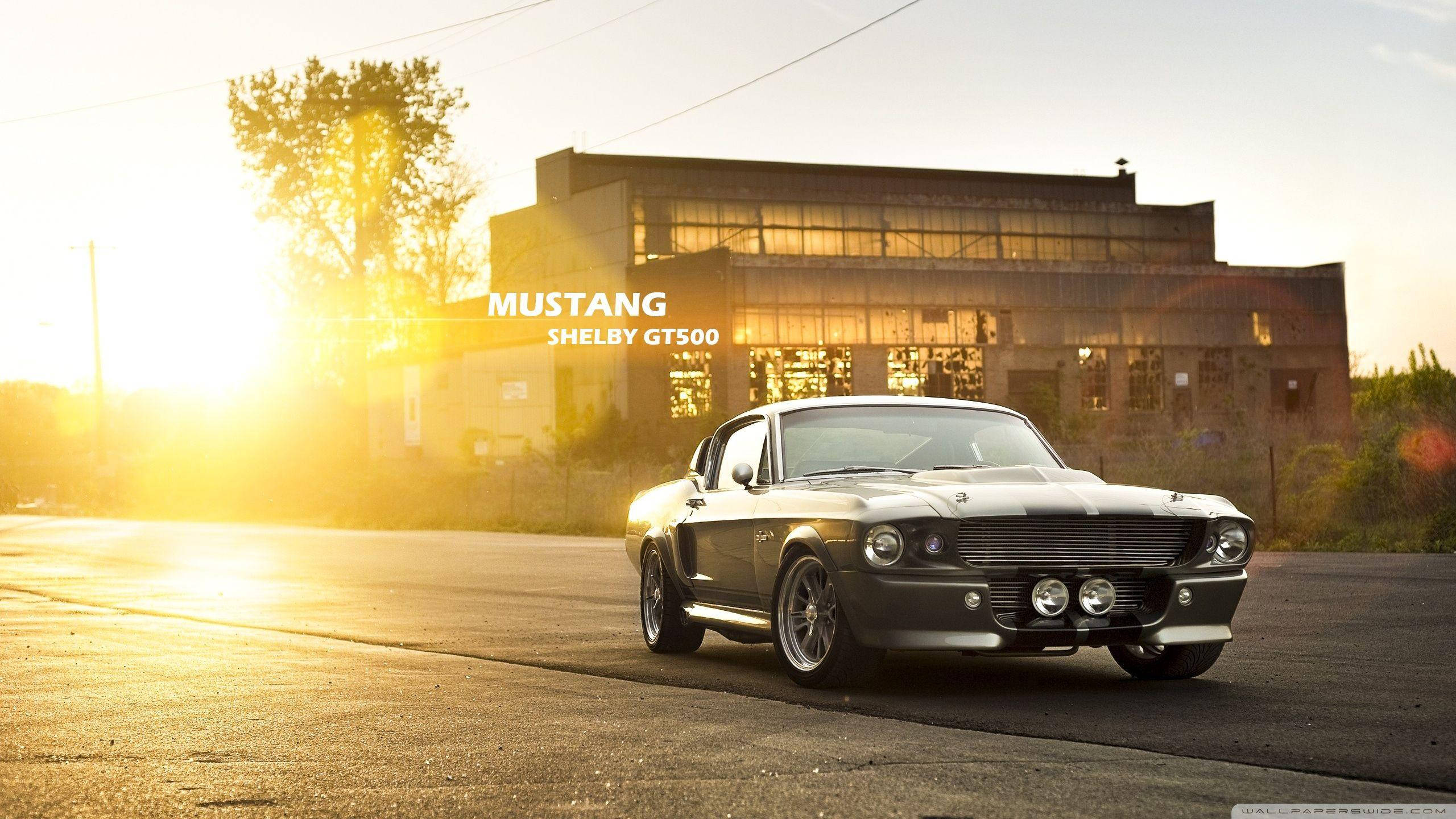 老車 桌布 壁紙 — 一輛銀色Shelby GT500 Mustang在金色夕陽下，於空無一人的城市街道上，在一棟風化建築旁閃閃發光。