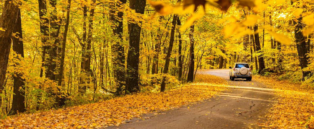 Fall Road 桌布 壁紙 — 一輛銀色SUV在明亮的陽光下行駛在鋪滿金色秋葉的蜿蜒森林道路上。
