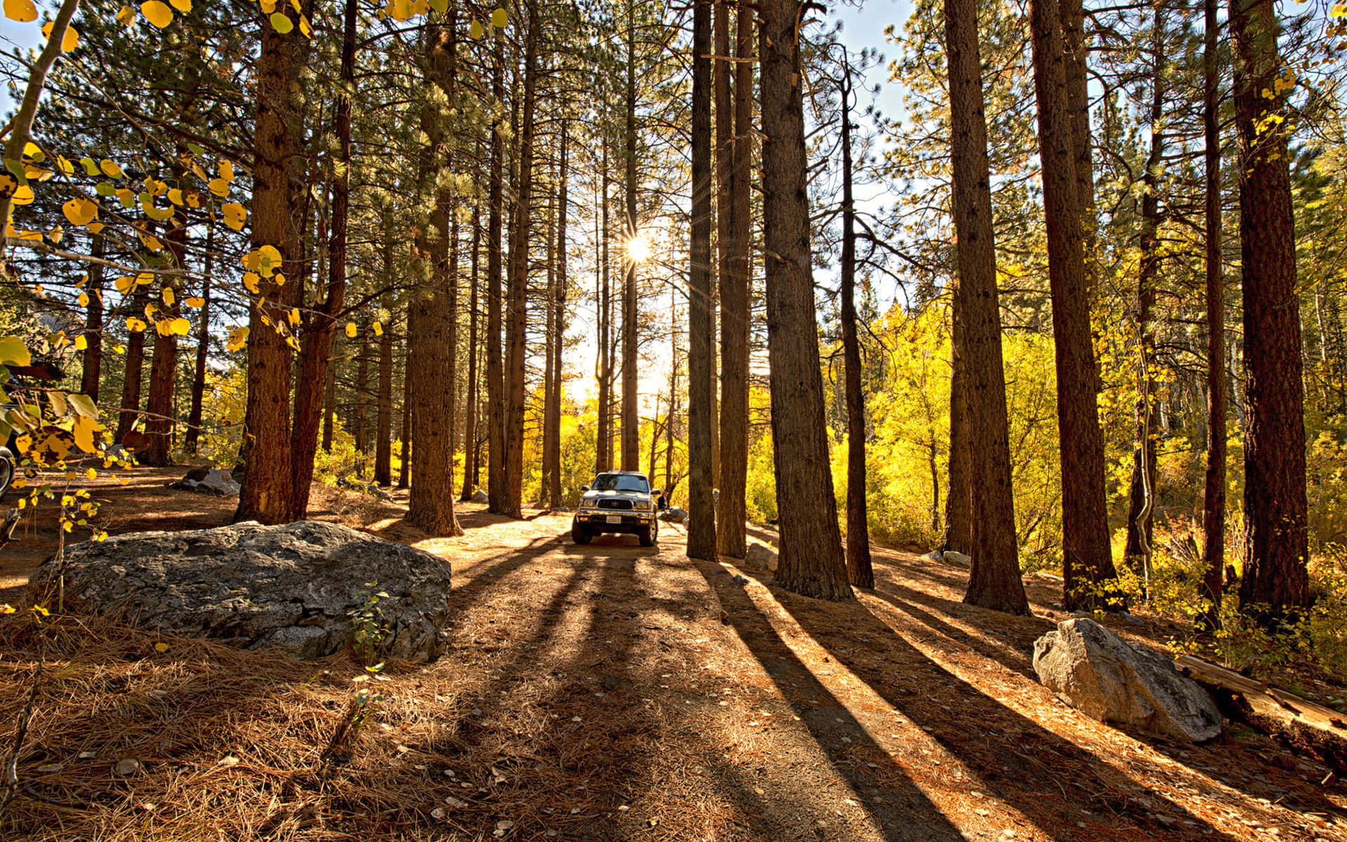 Redwood Trees 桌布 壁紙 — 一輛銀色卡車在陽光明媚的森林小徑上行駛，兩旁是高聳的松樹和金黃色的秋葉。