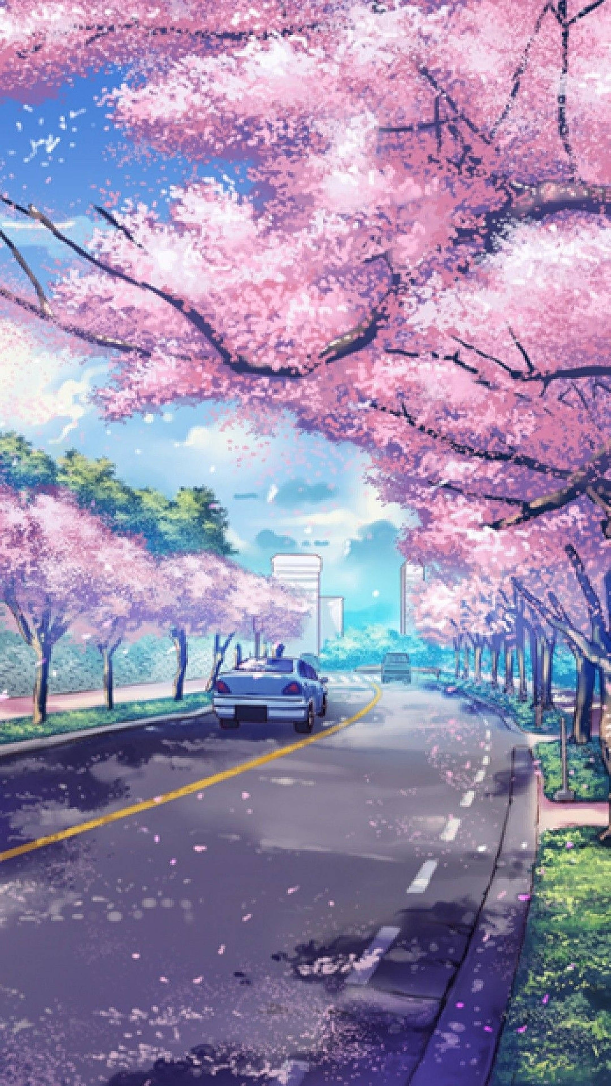 動漫 iPhone 桌布 壁紙 — 一輛銀色汽車在晴朗藍天下，行駛在兩旁開滿粉紅色櫻花的道路上。